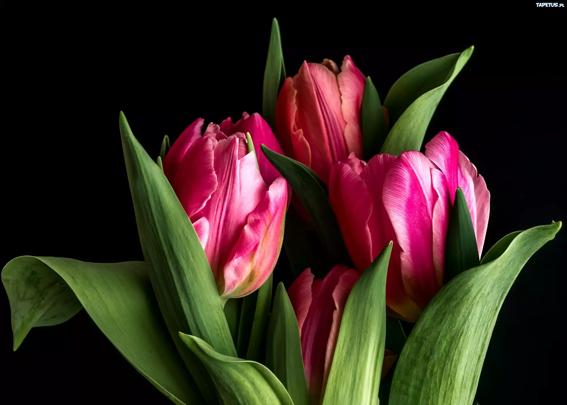 Tulipany