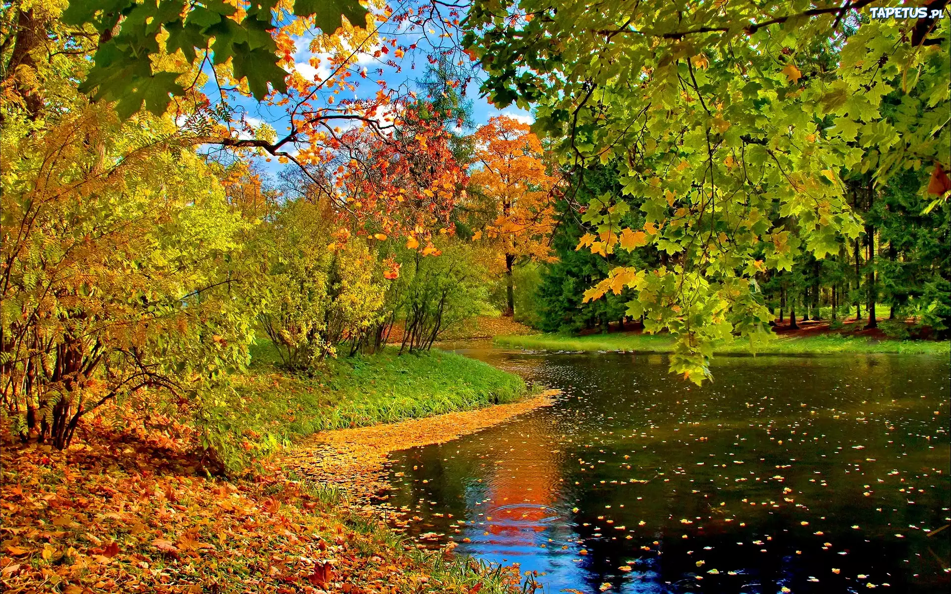 Park, Staw, Jesień