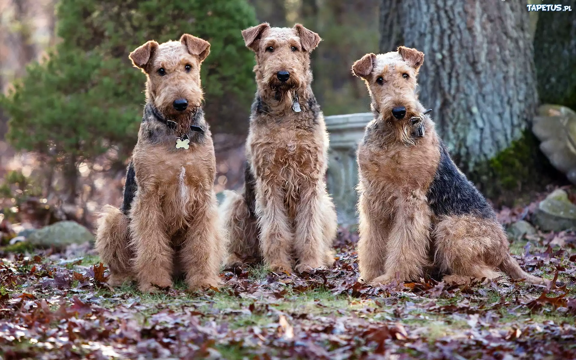 Trzy, Psy, Wire Haird Terrier