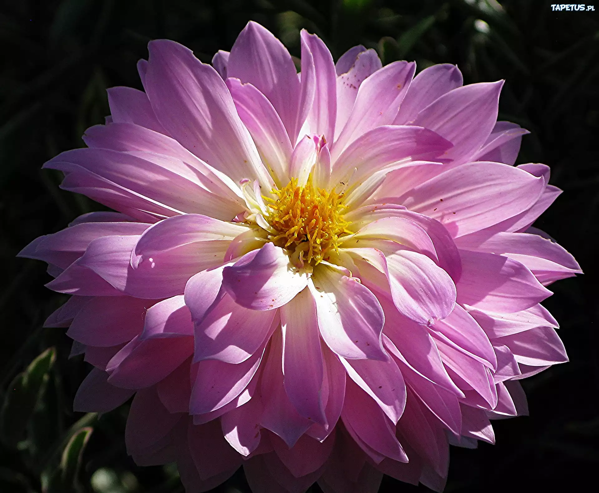 Liliowa, Dalia