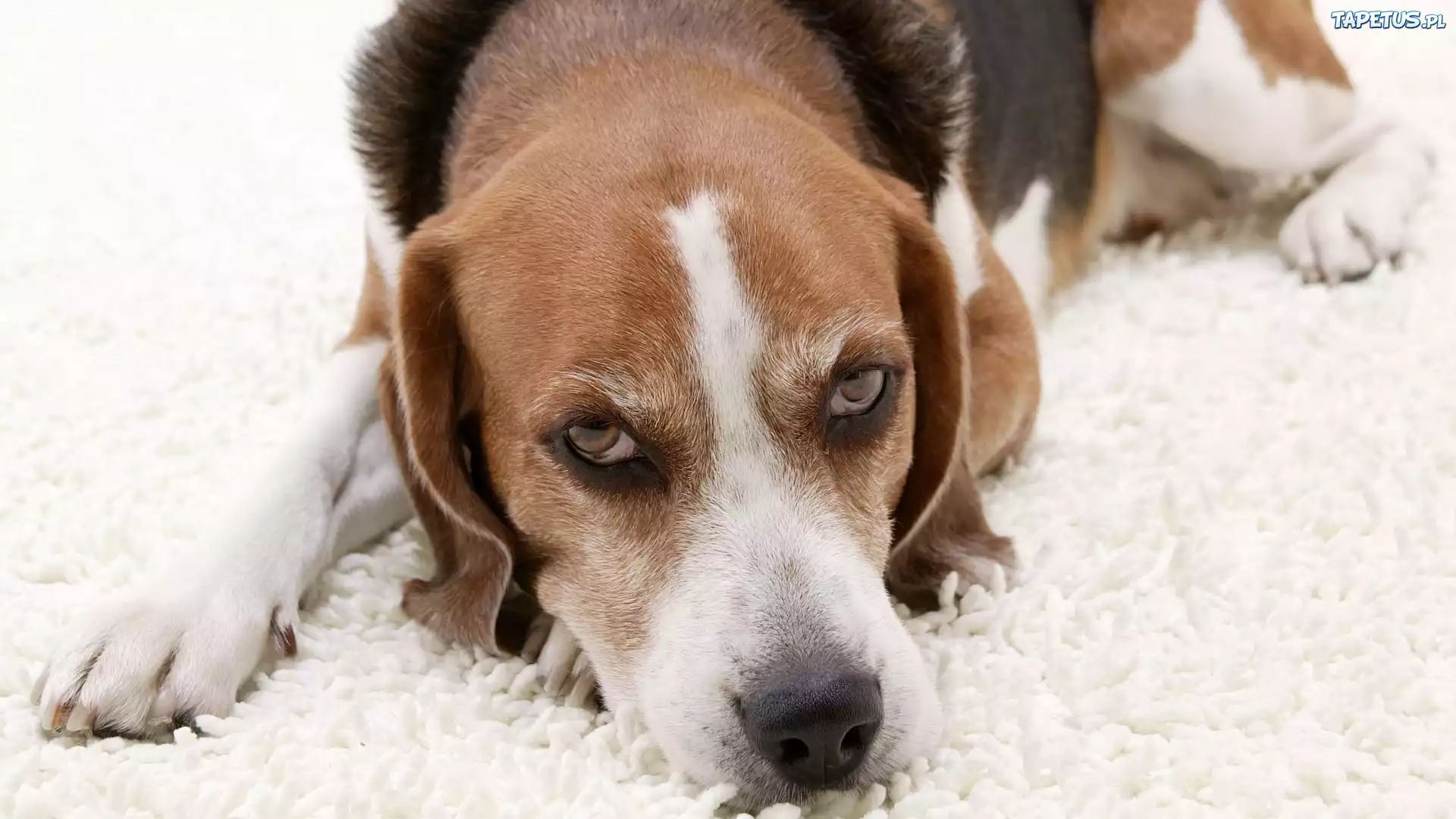 Beagle, Mordka