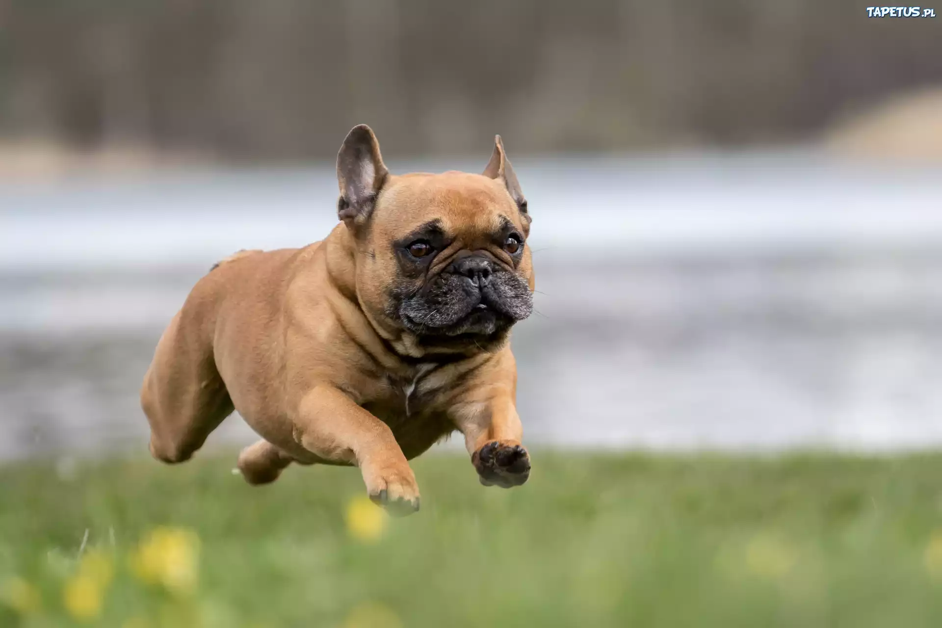 Biegnący, Buldog, Francuski