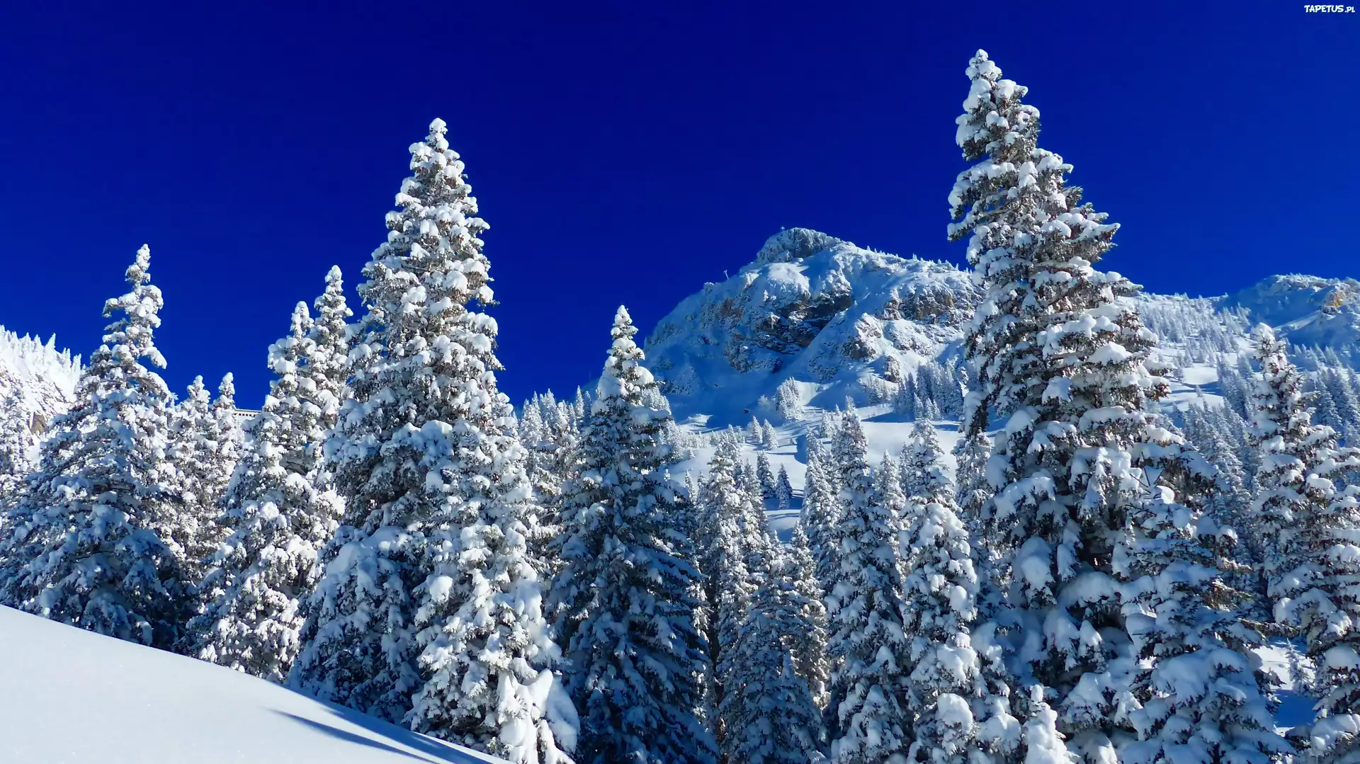 природа снег зима горы деревья ели бесплатно