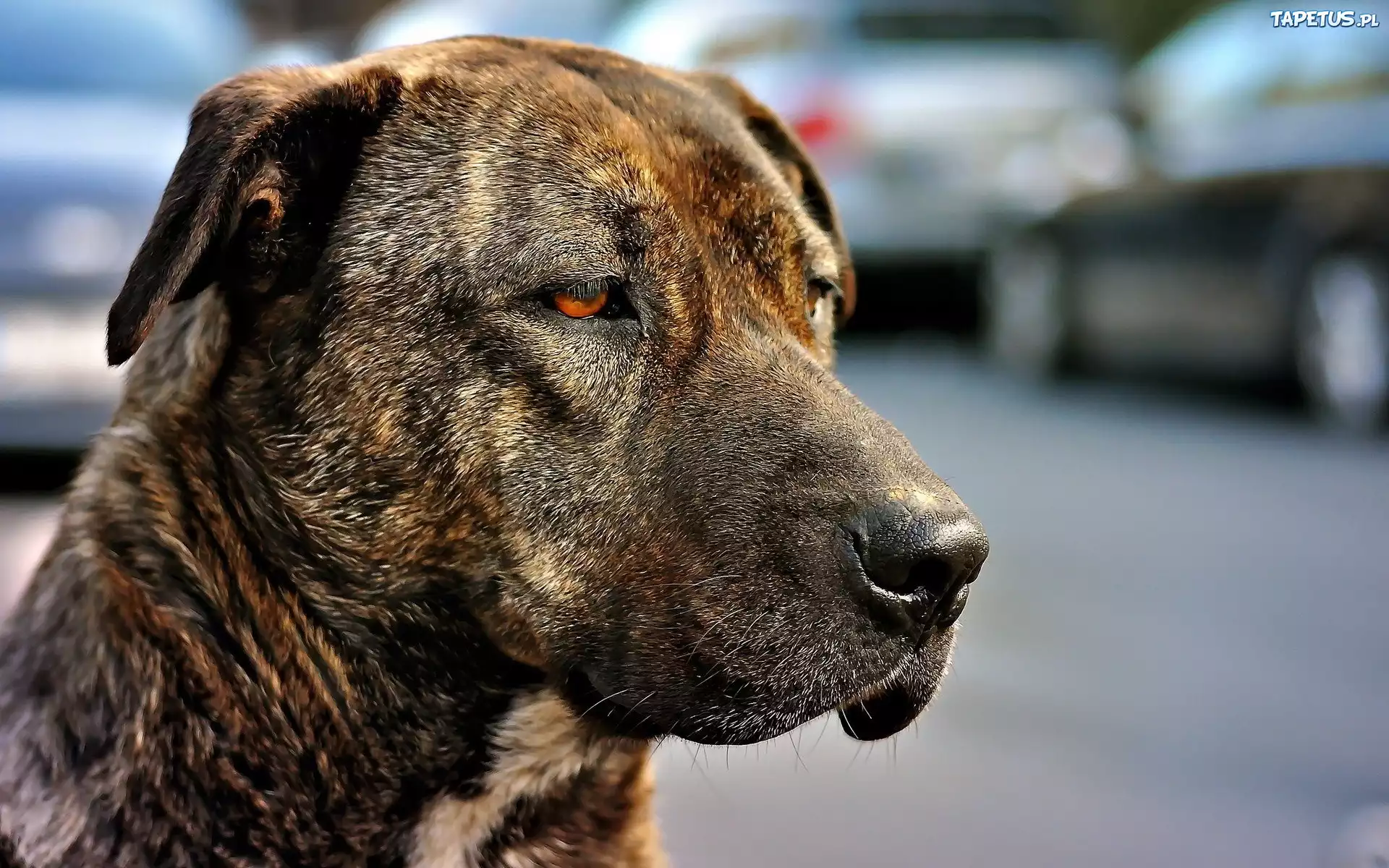 Pies, Amstaff