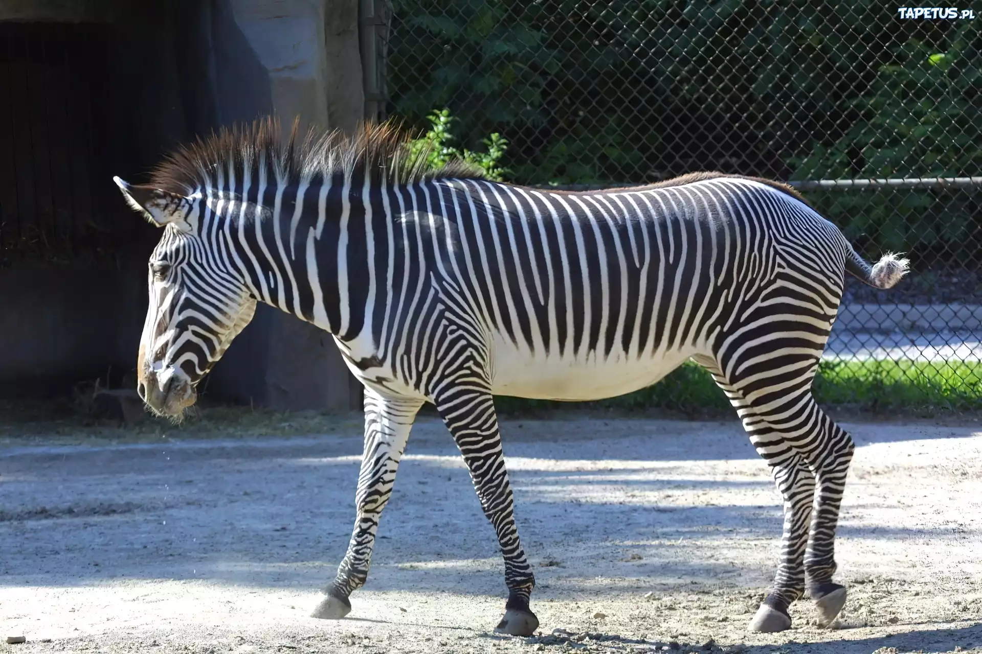 Zebra, płot