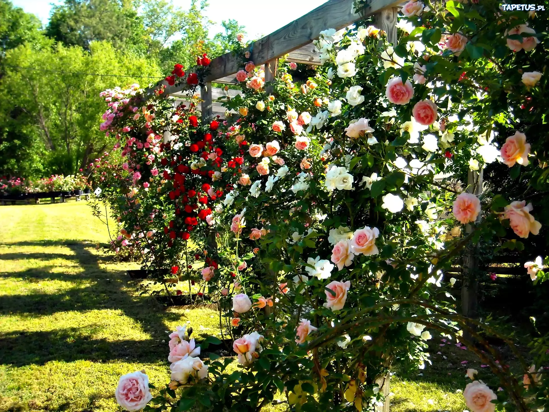 Róże, Pergola, Lato, Ogród