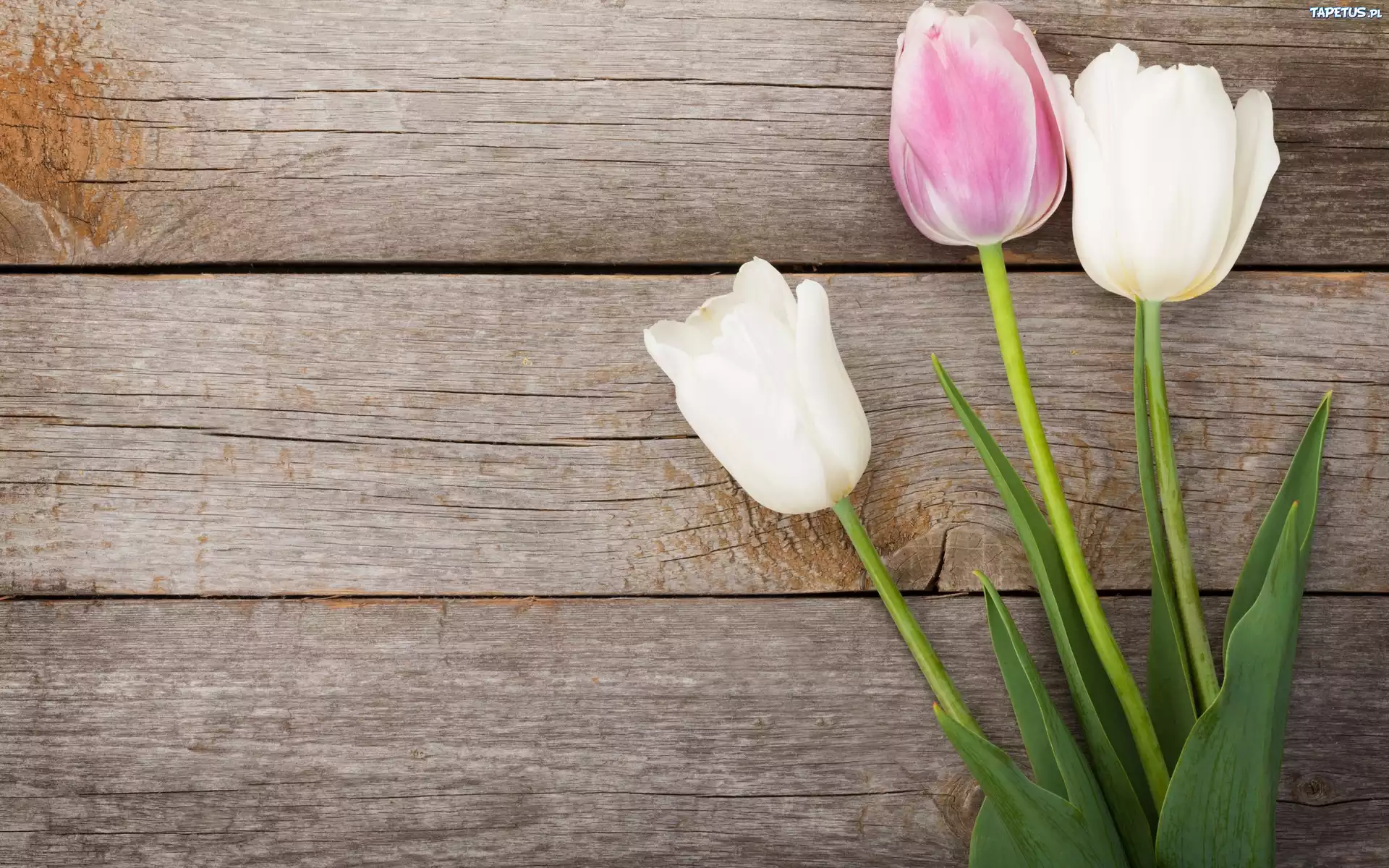 Тюльпаны минимализм. Цветы тюльпаны. Белые тюльпаны. Тюльпаны на деревянном столе.