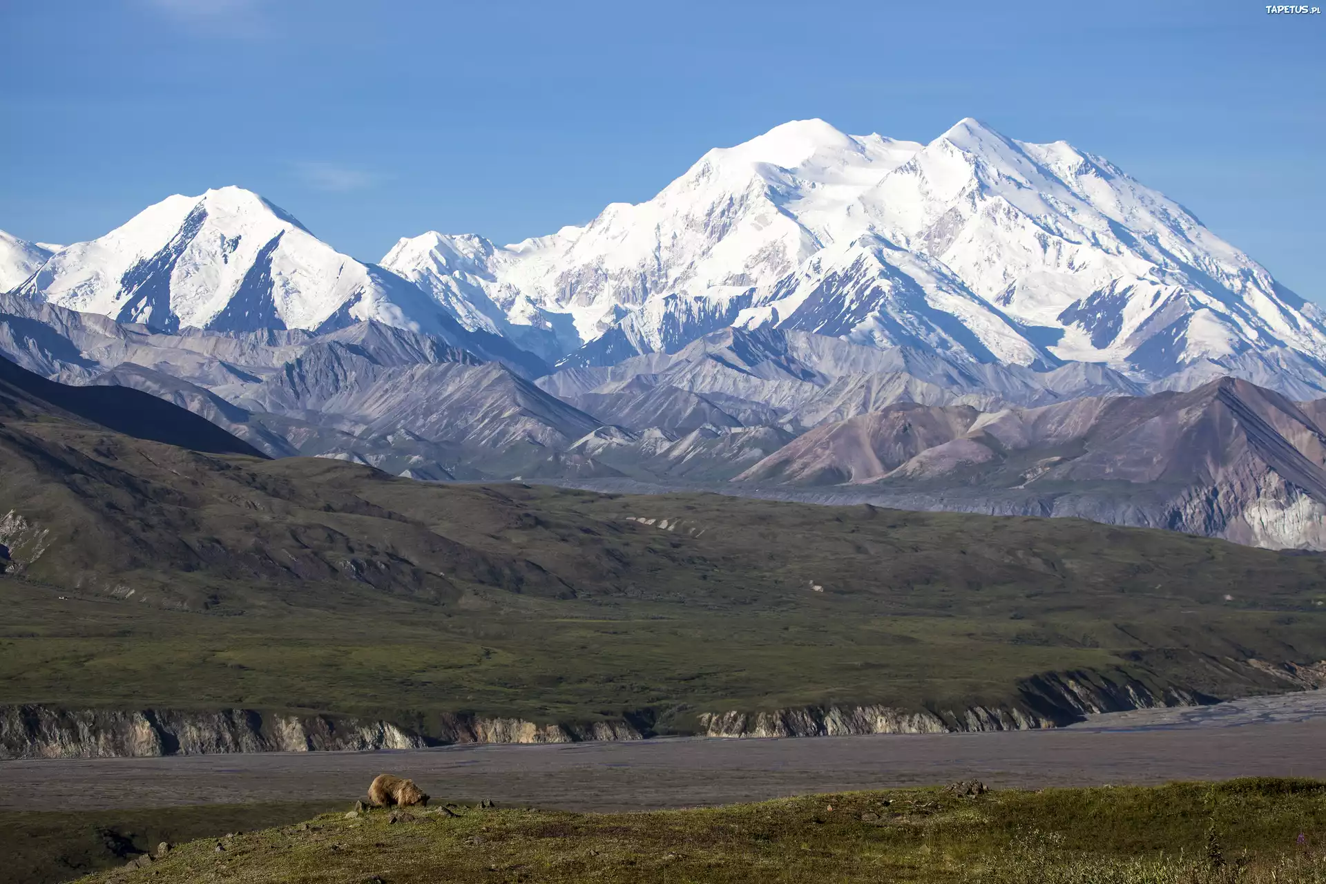 Stany Zjednoczone, Stan Alaska, Park Narodowy Denali, Kordyliery, Niedźwiedzie, Góry Alaska, Szczyt Denali, Mount McKinley