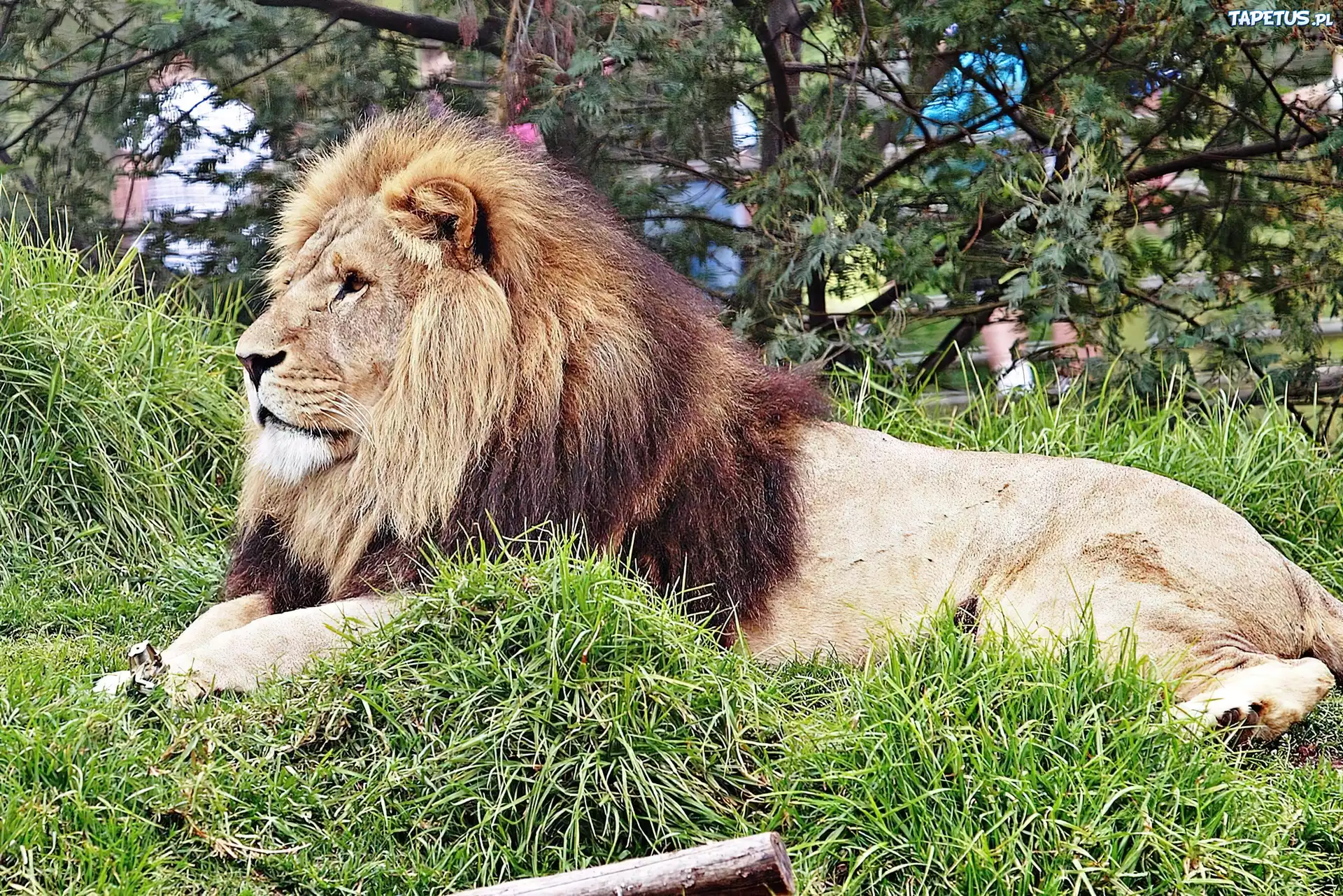 Lew, Zoo