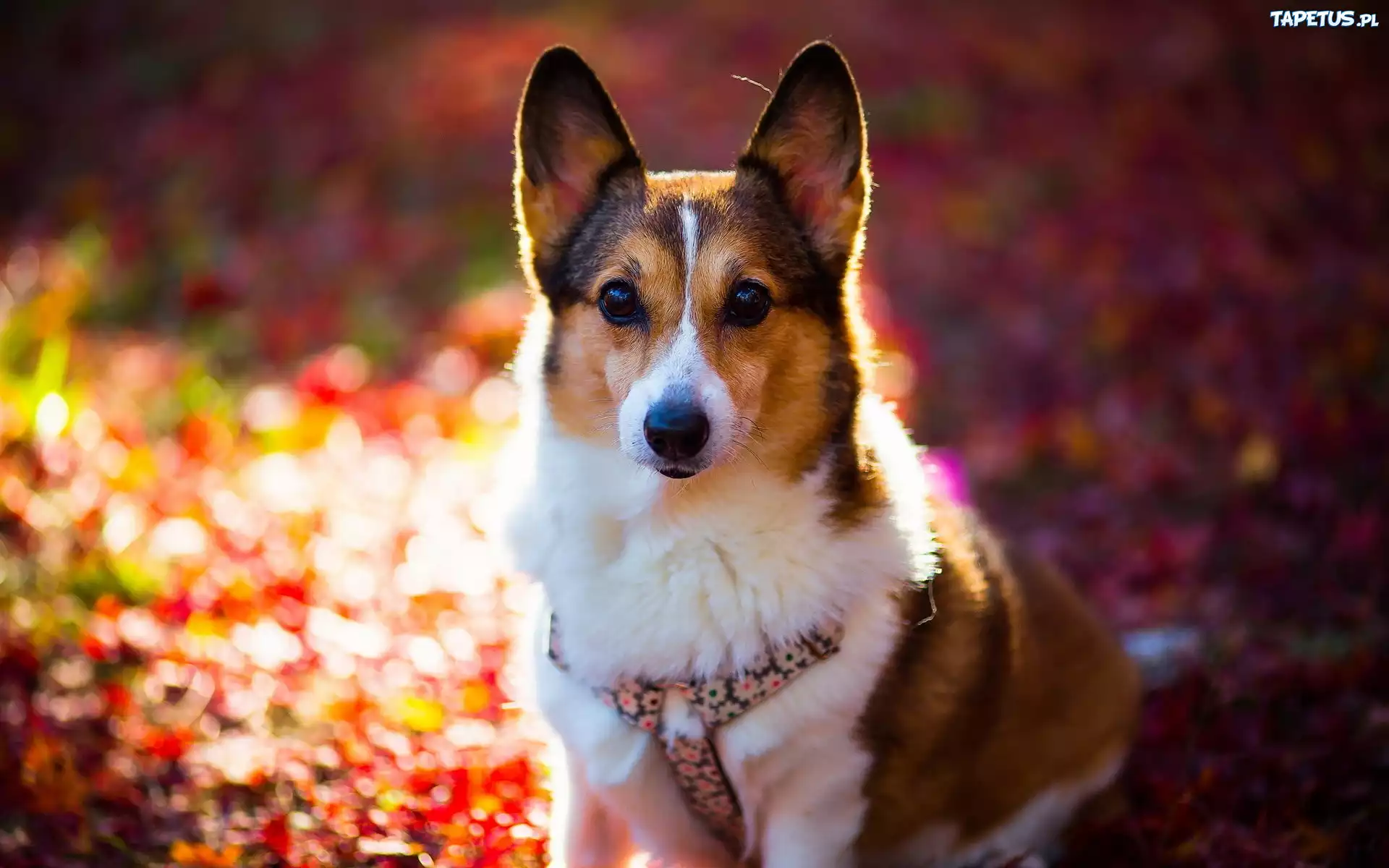 Pies, Welsh corgi pembroke