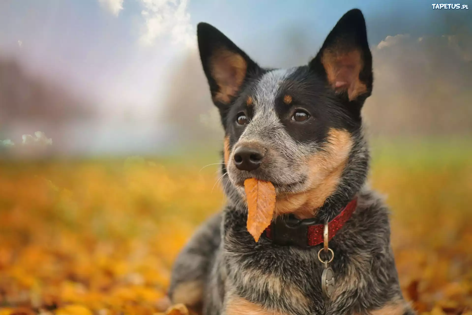 Pies, Kelpie, Listek
