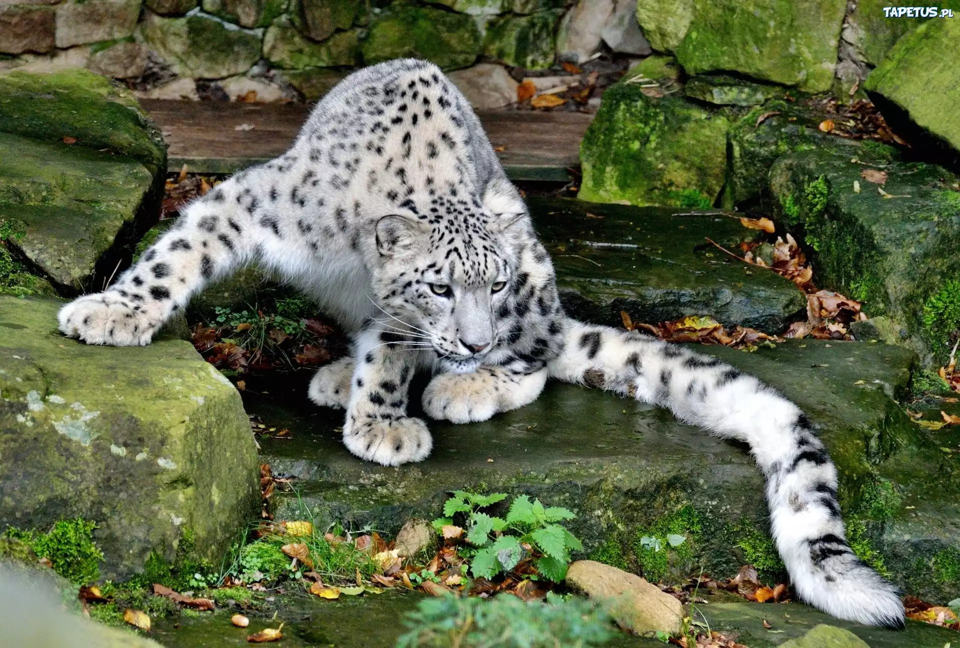 Śnieżna, Pantera, Kamienie, ZOO, Irbis