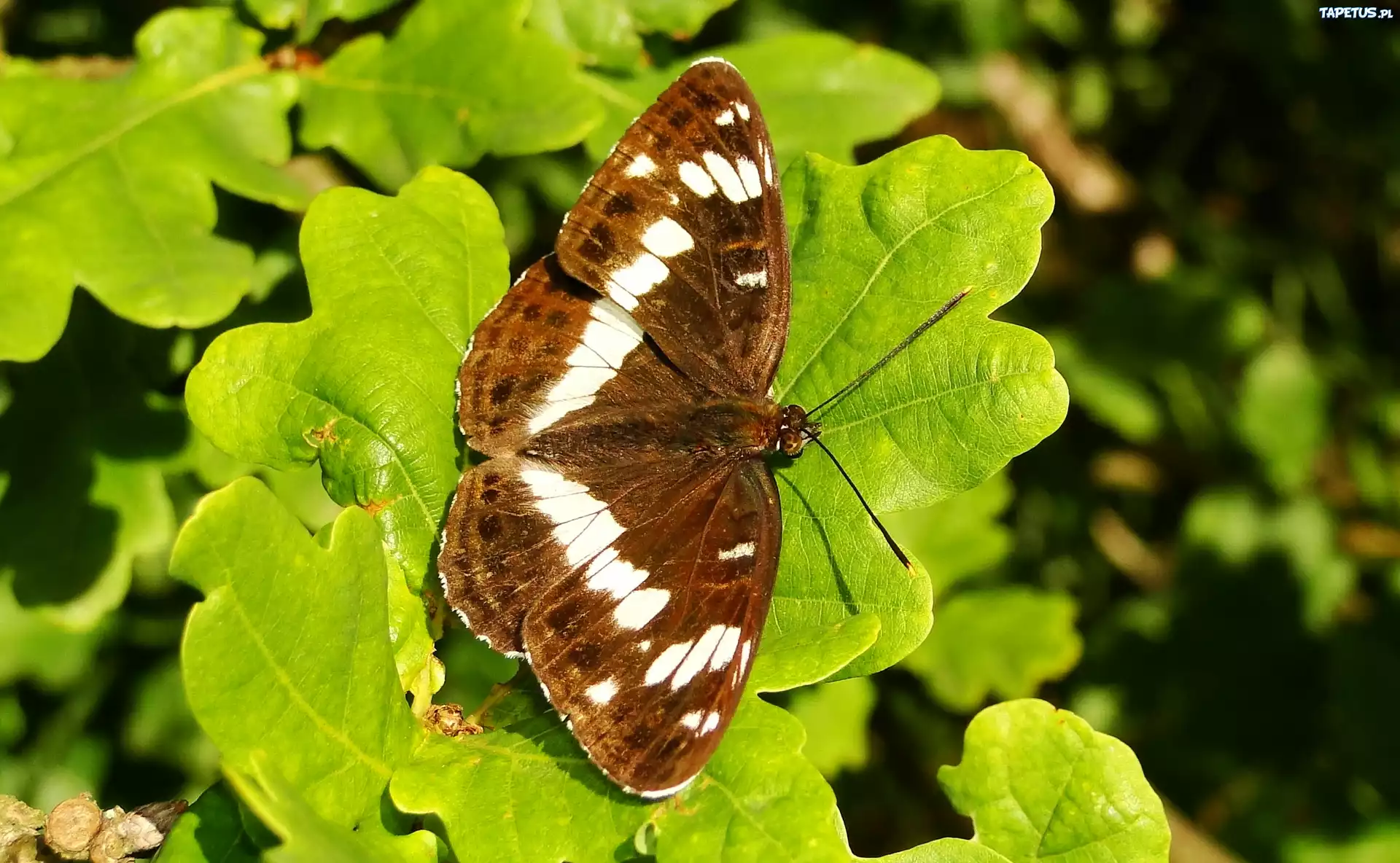 Motyl, Pokłonnik kamilla, Liście