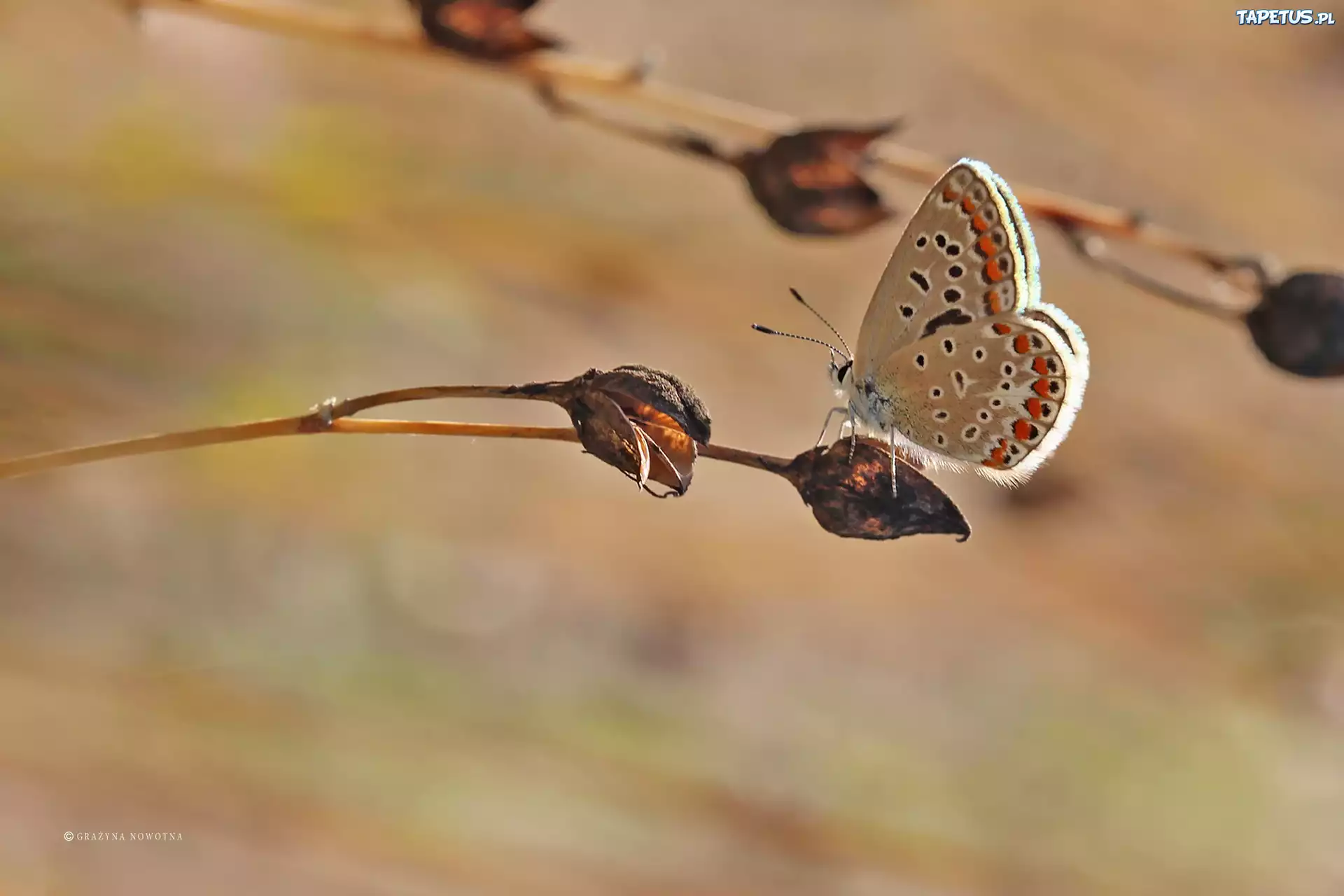 Motyl, Modraszek, Owad, Roślina