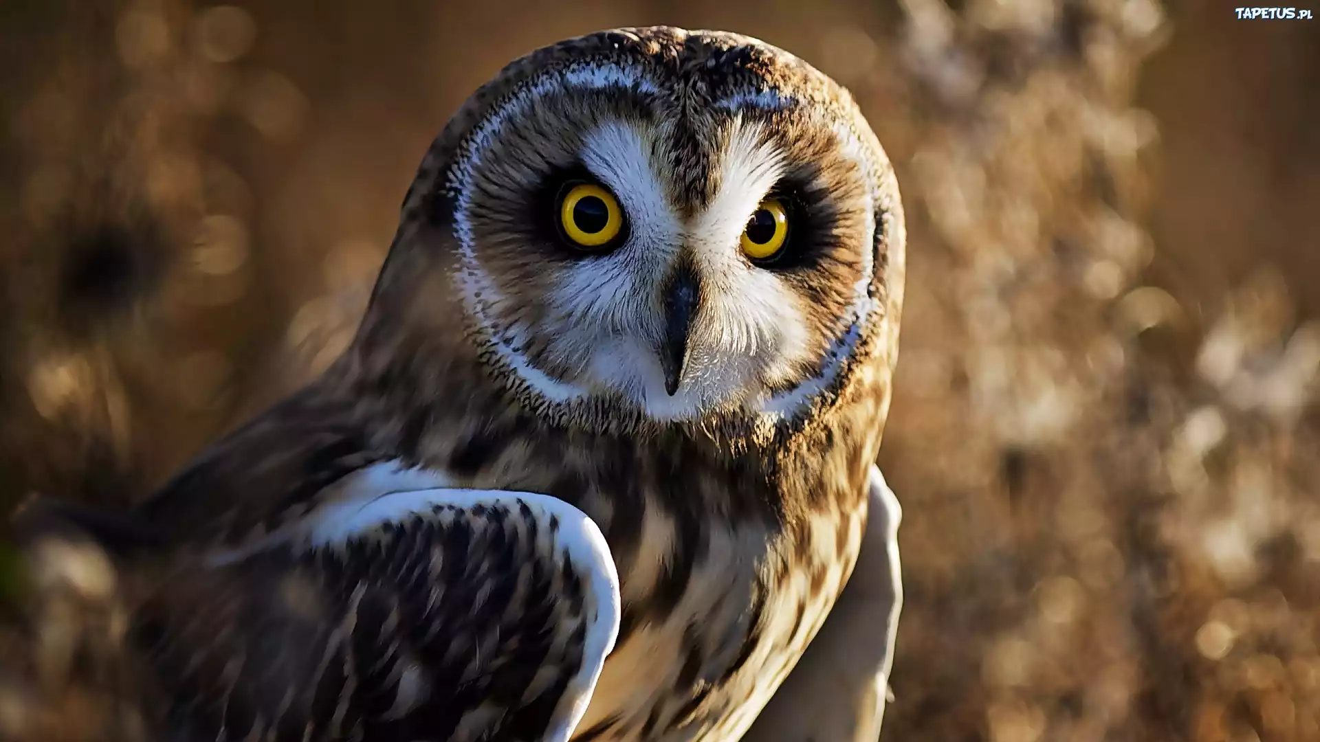 природа животные птицы сова совенок nature animals birds owl owlet скачать