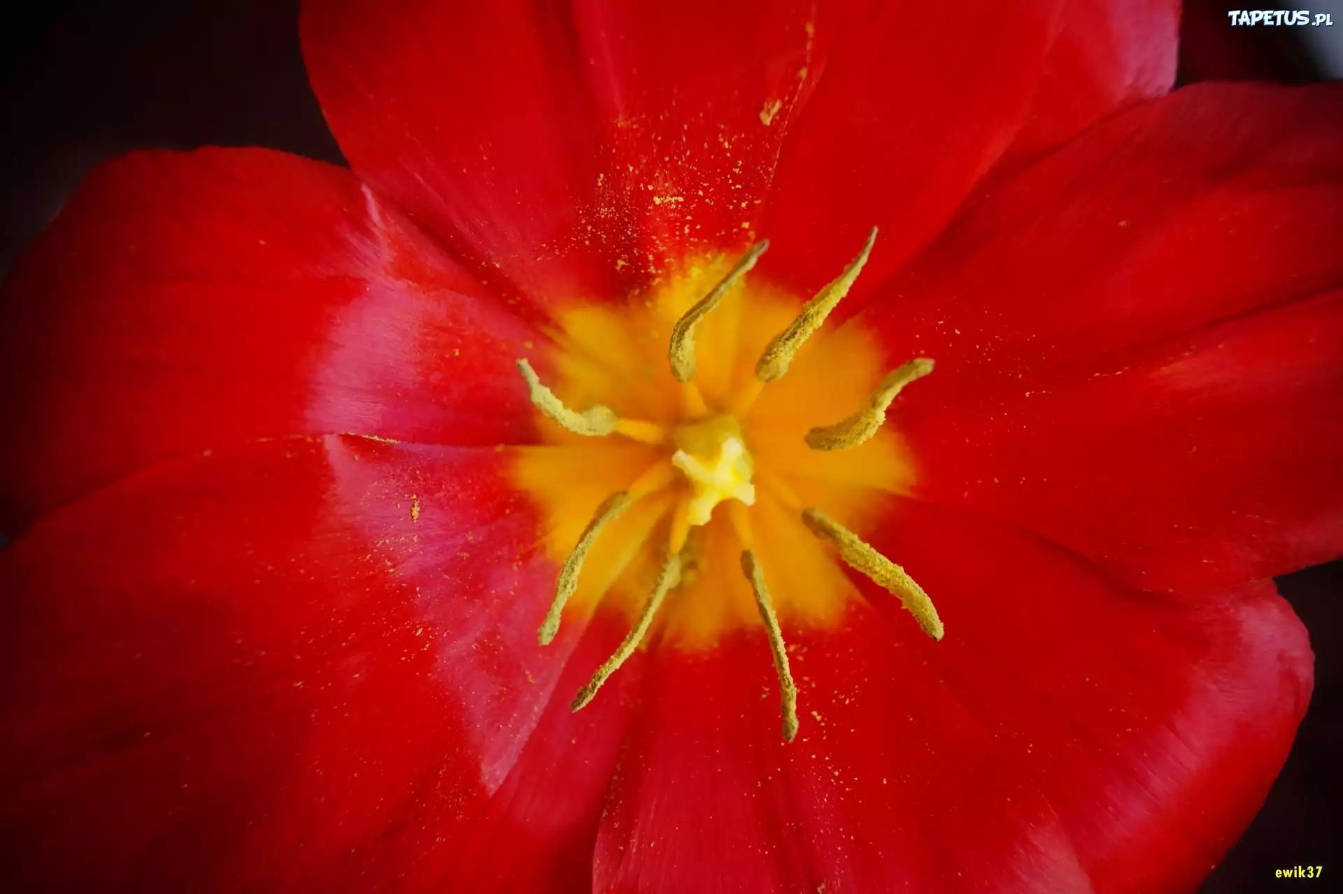 Czerwony, Tulipan, Makro