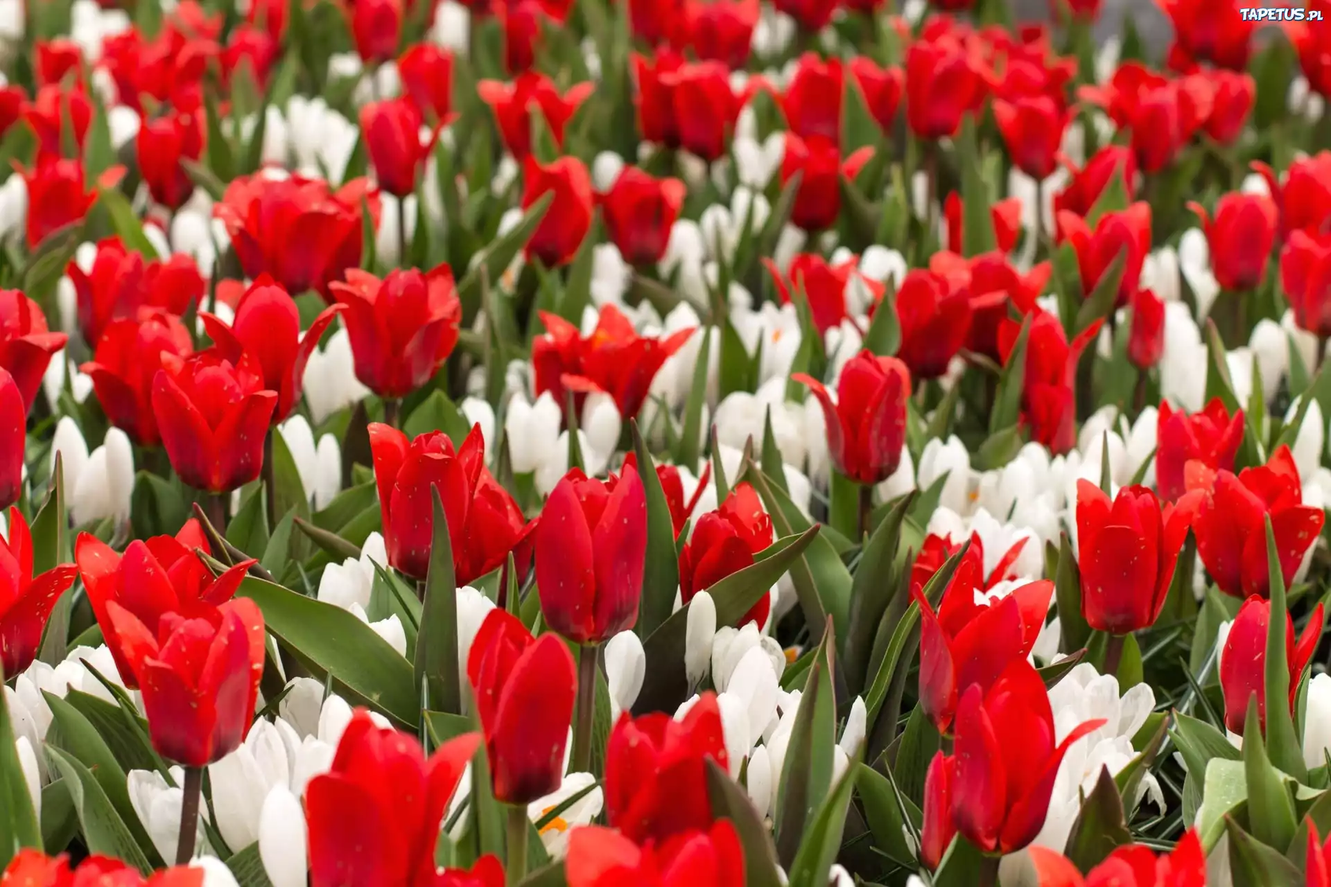 Kwiaty, Tulipany