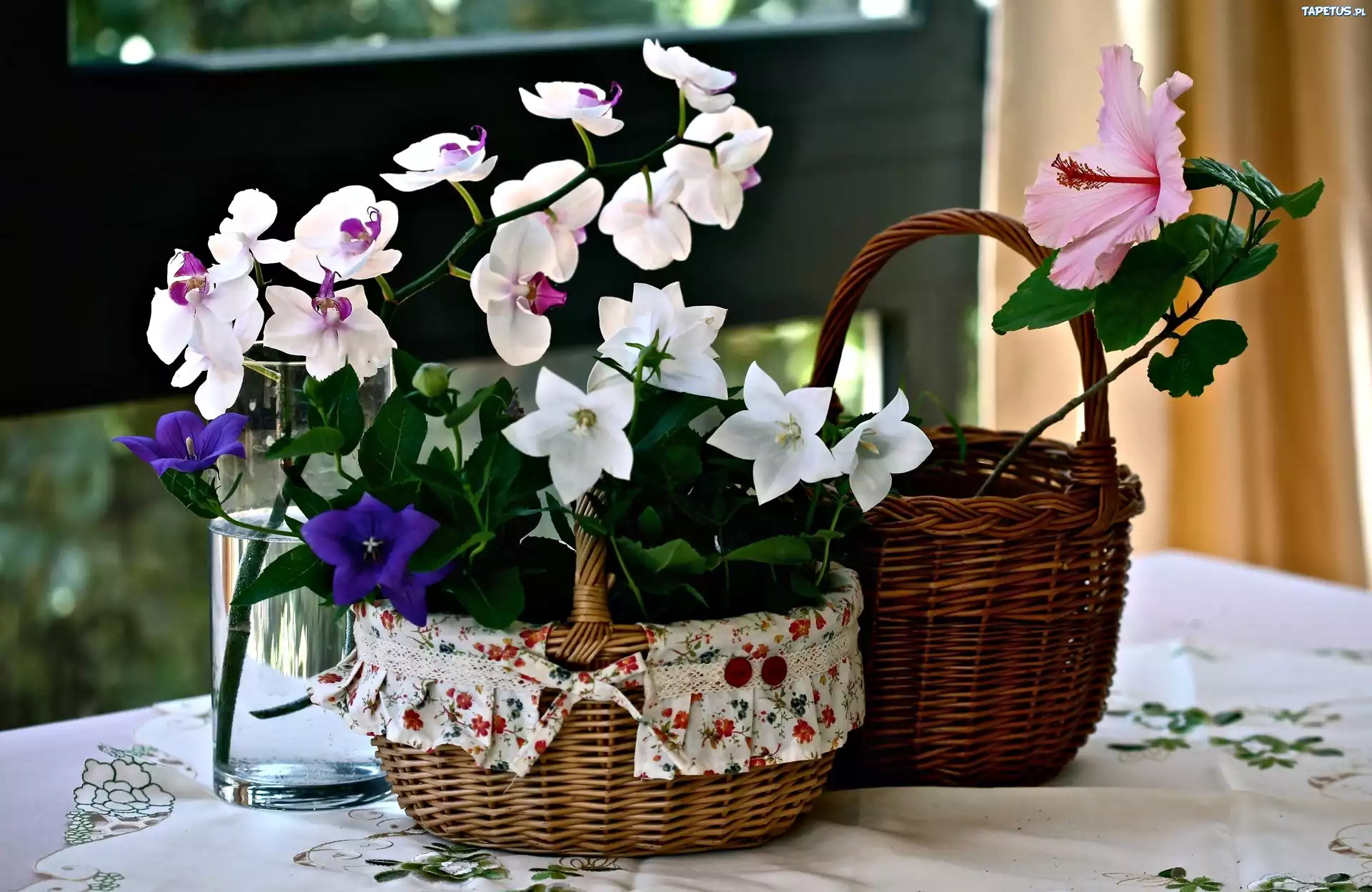 Kompozycja, Kosze, Kwiaty, Dzwonki, Hibiskus, Orchidea
