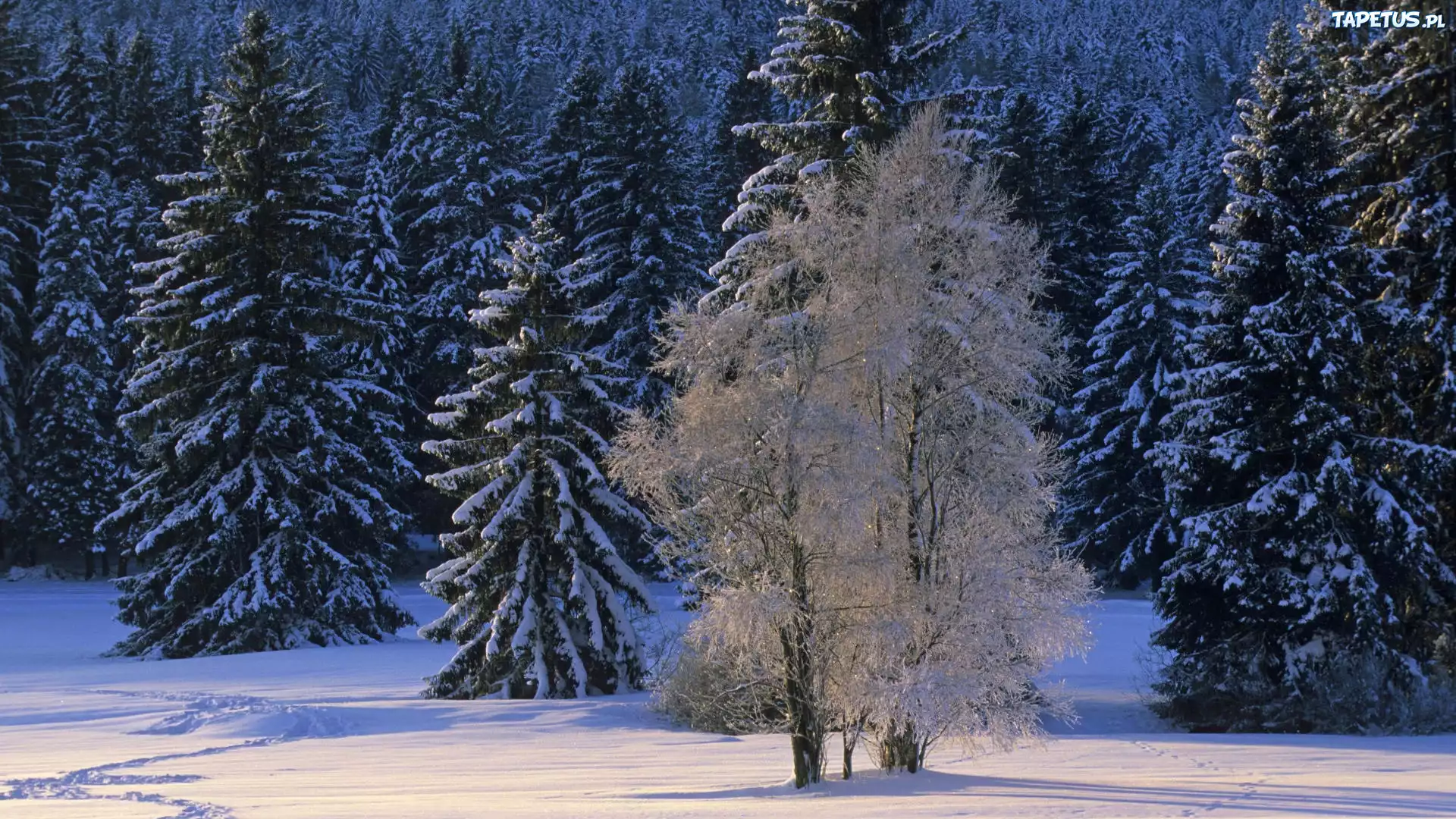 Zima, Śnieg, Drzewo