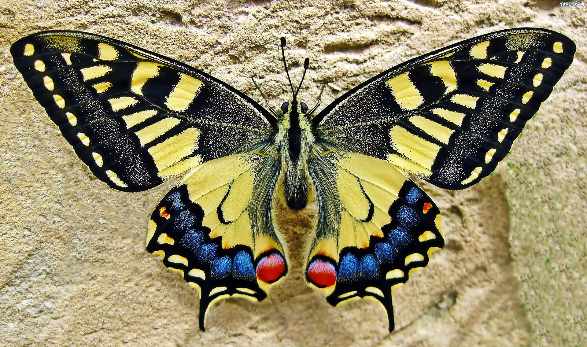 Motyl, Paź, Królowej