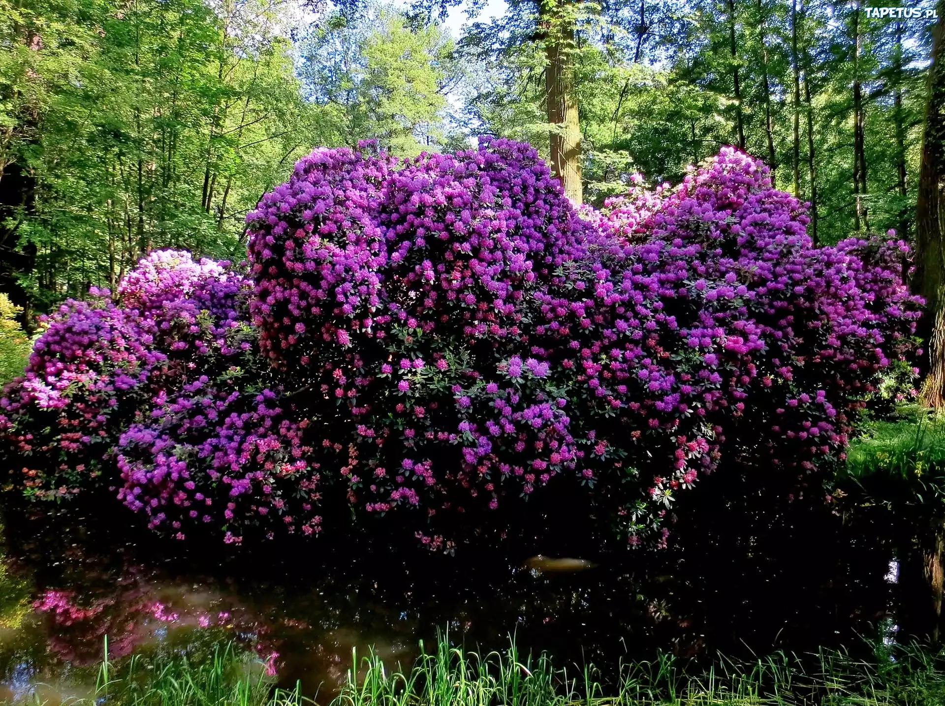 Park, Zamkowy, Moszna, Staw, Rododendrony, Przebijające, Światło