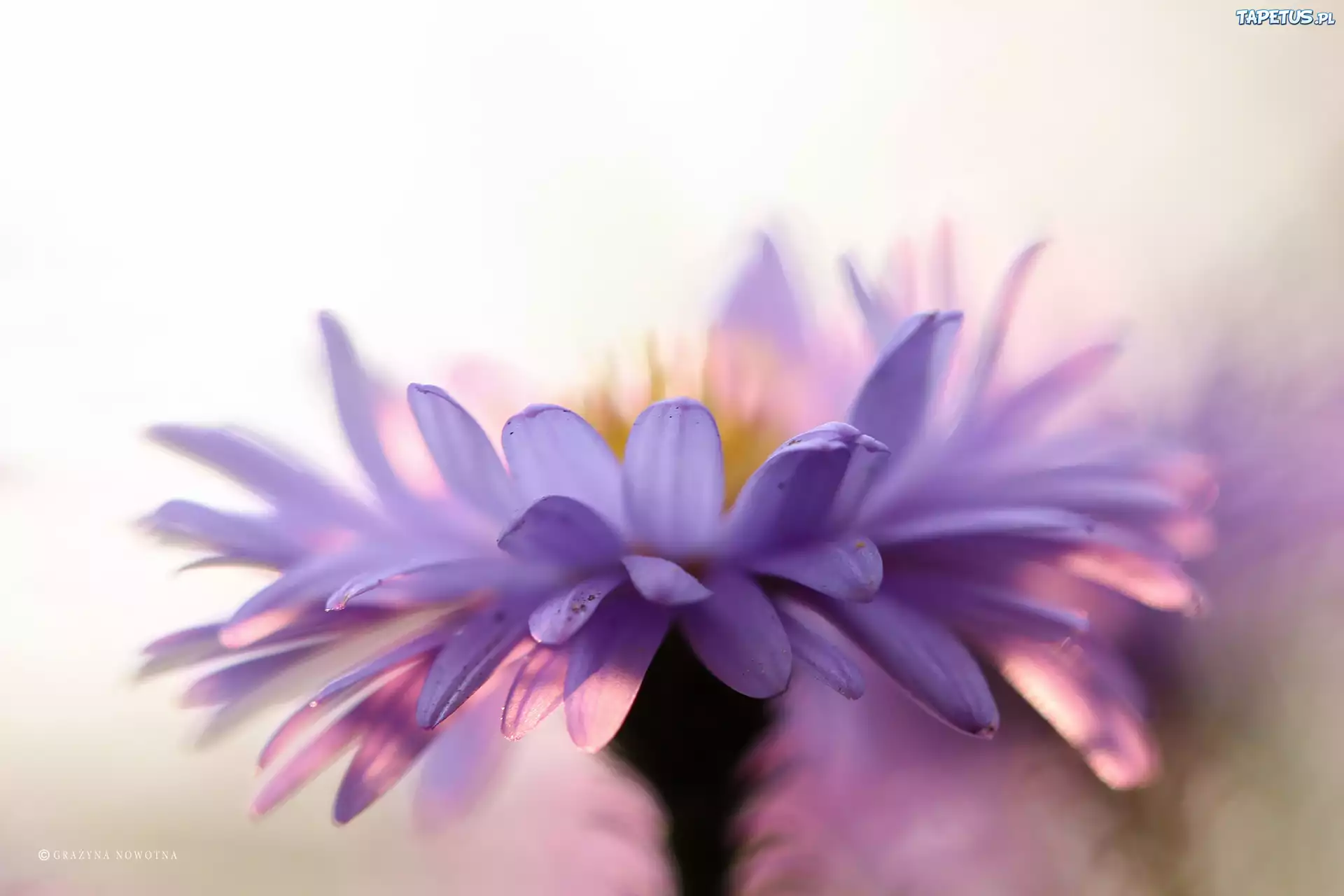 Aster, Liliowy, Kwiat