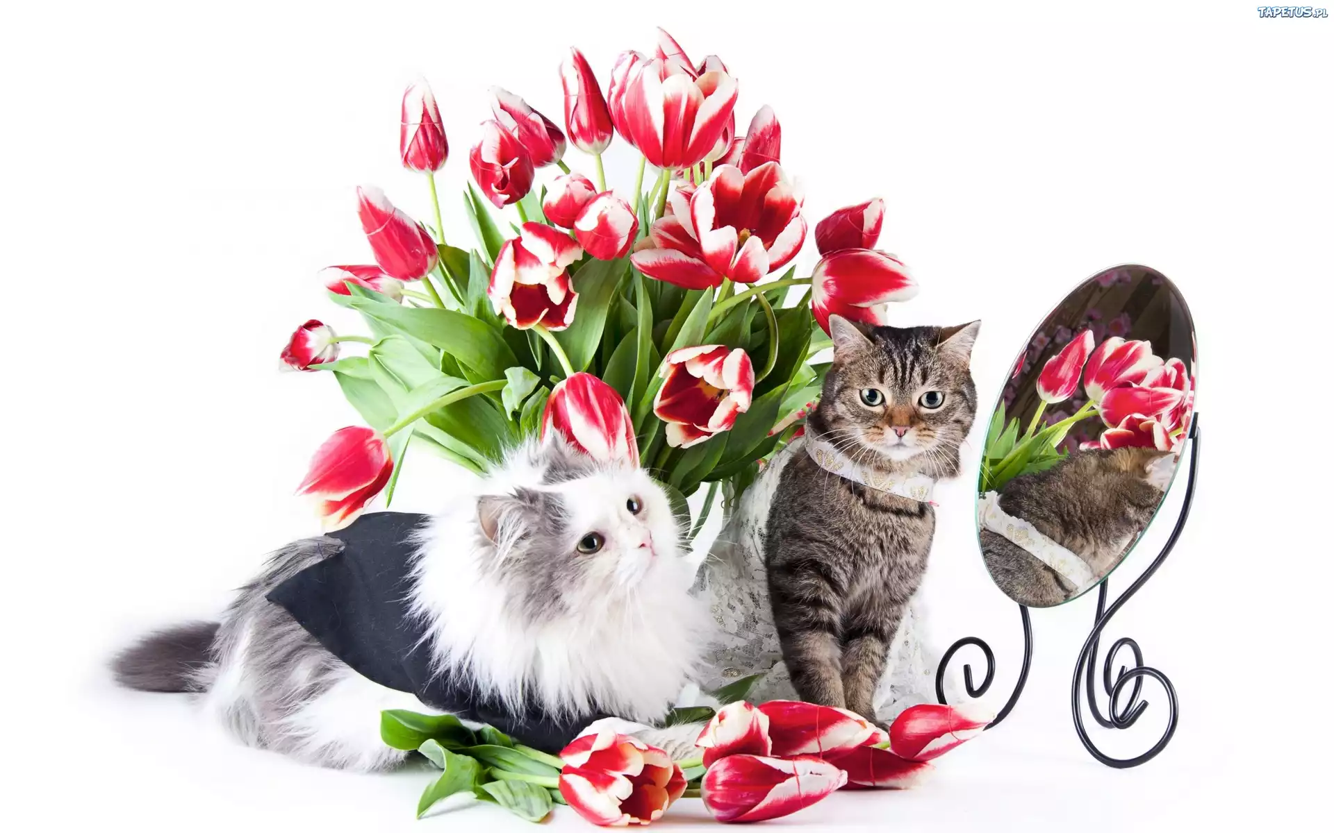 234441_koty-lustro-kwiaty-bukiet-kwiatow