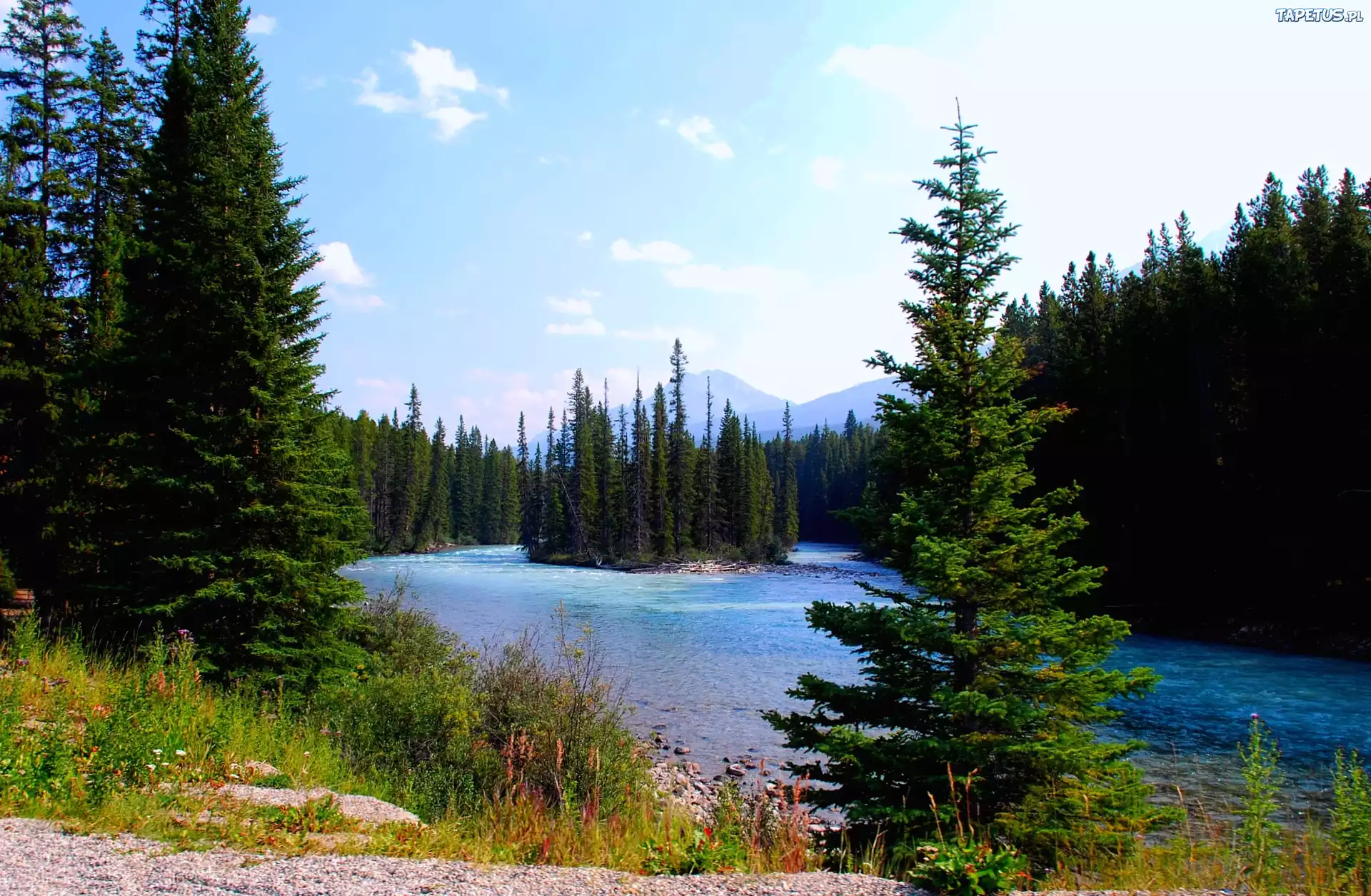 Rzeka, Las, Banff, Kanada