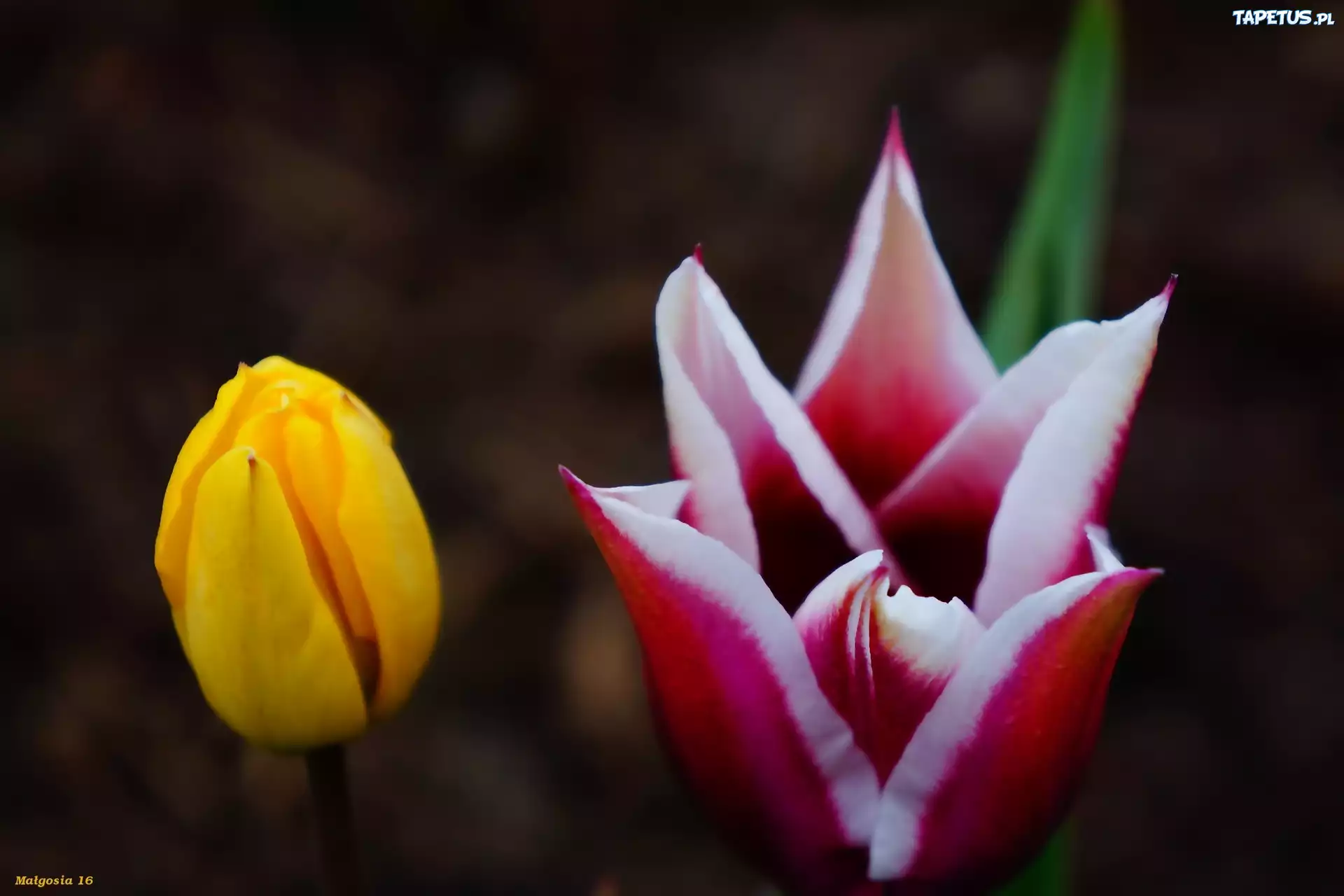 Kwiaty, Wiosenne, Tulipany