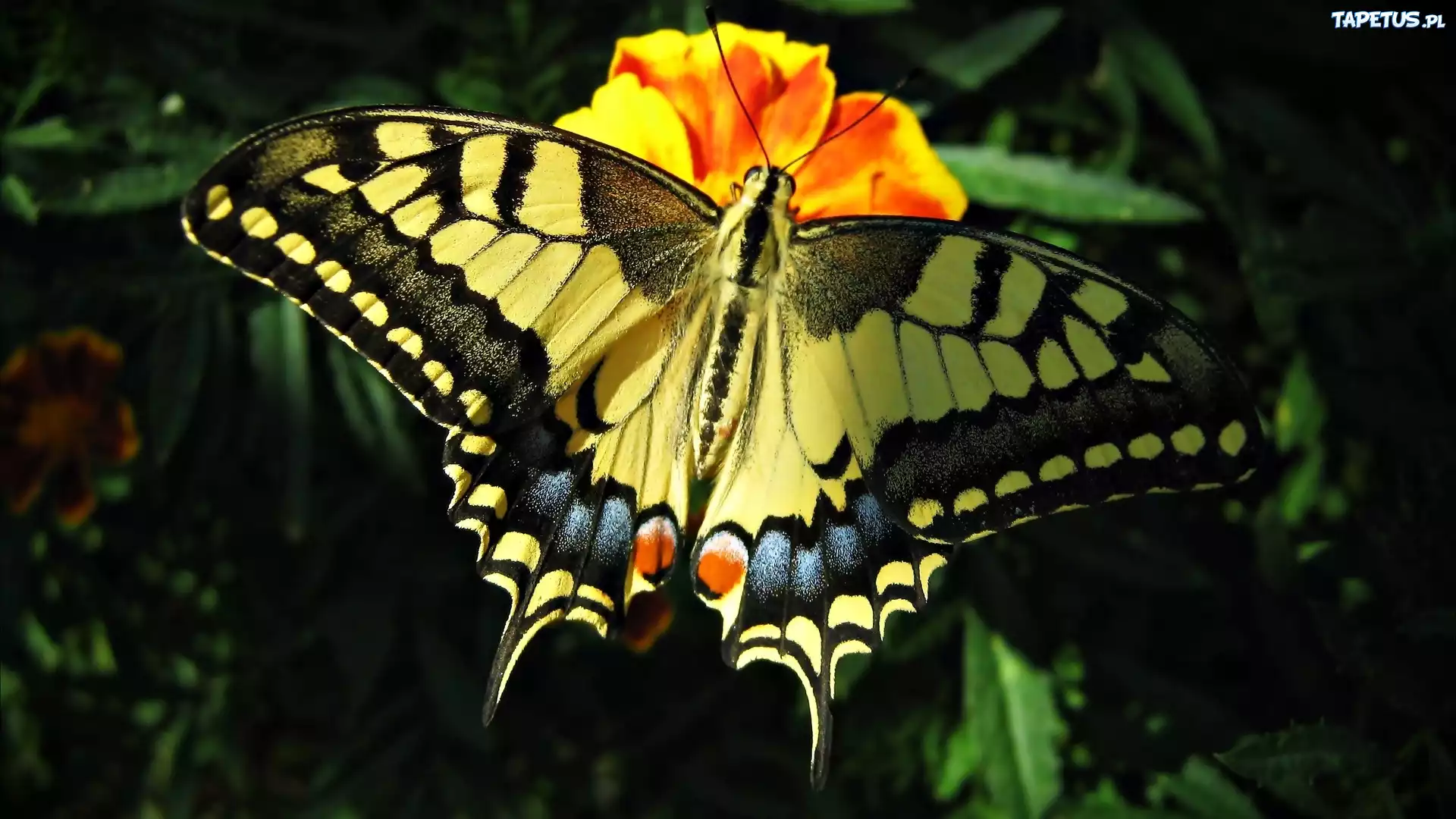 Piękny, Motyl