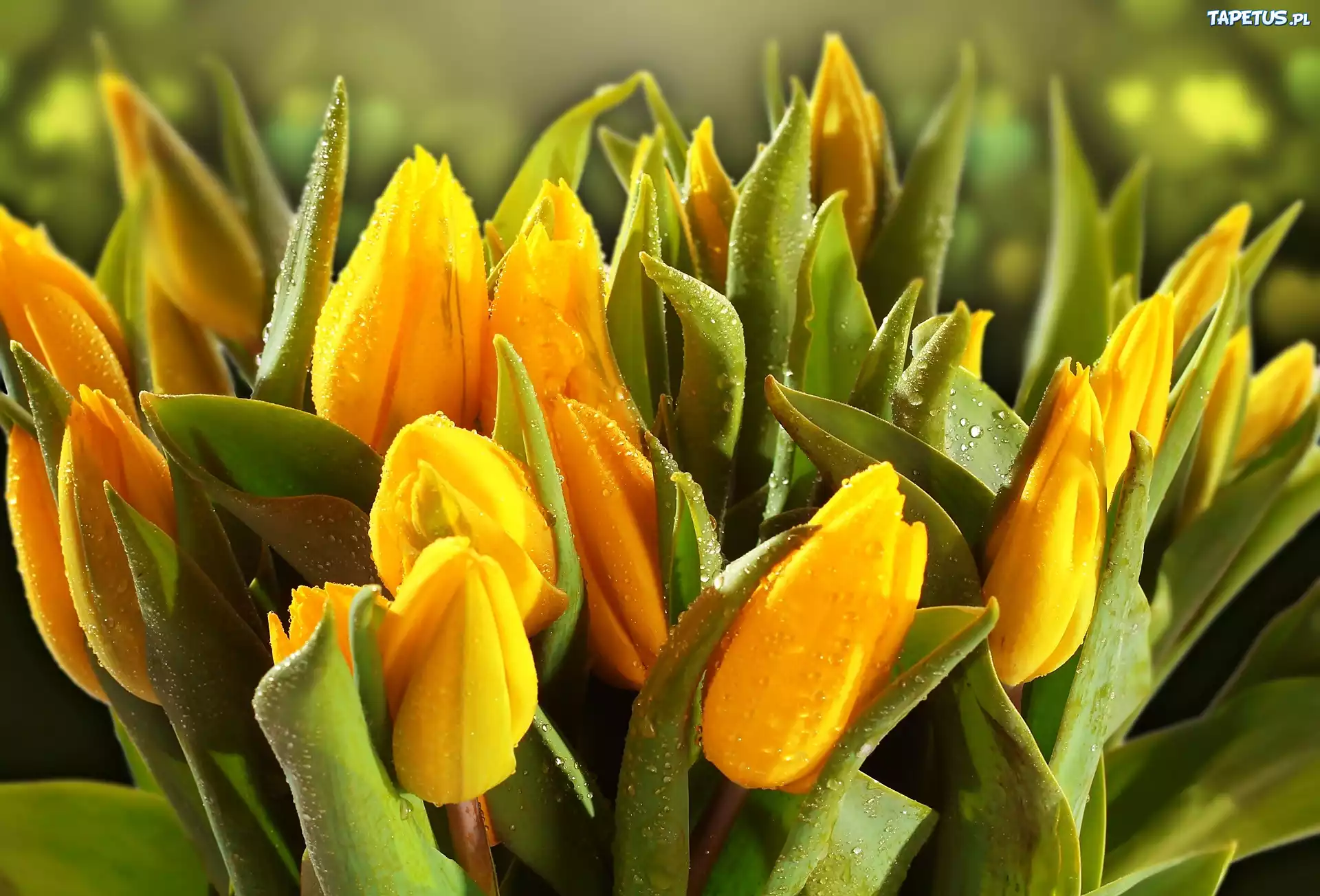 Żółte, Tulipany, Krople, Wody