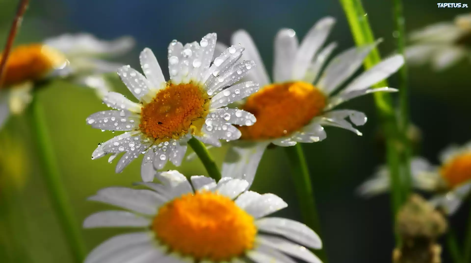 Margerytki, Krople, Wody