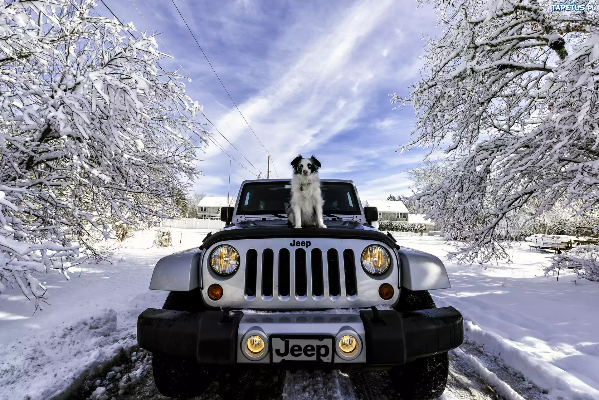 Zima, Samochód, Jeep, Wrangler, Owczarek australijski