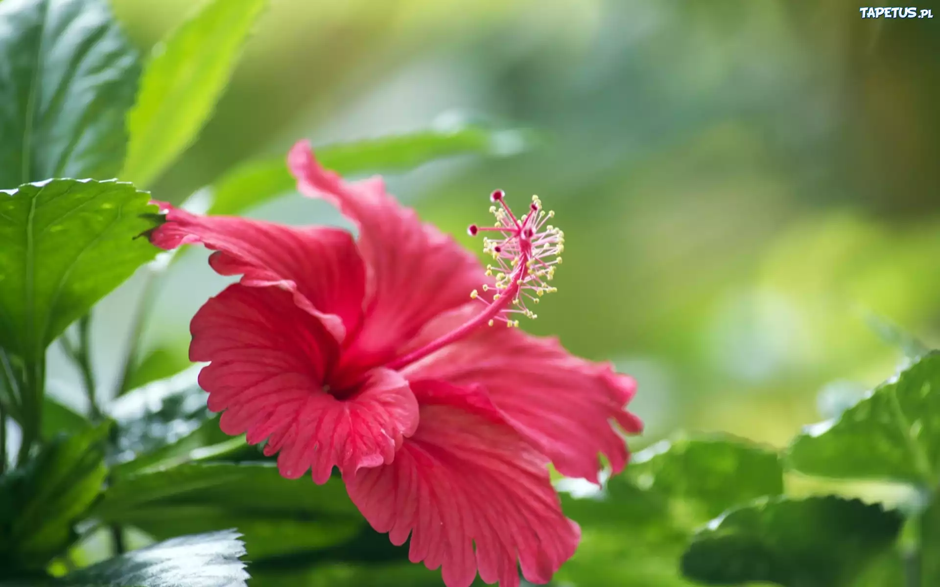 Kwiat, Hibiskusa