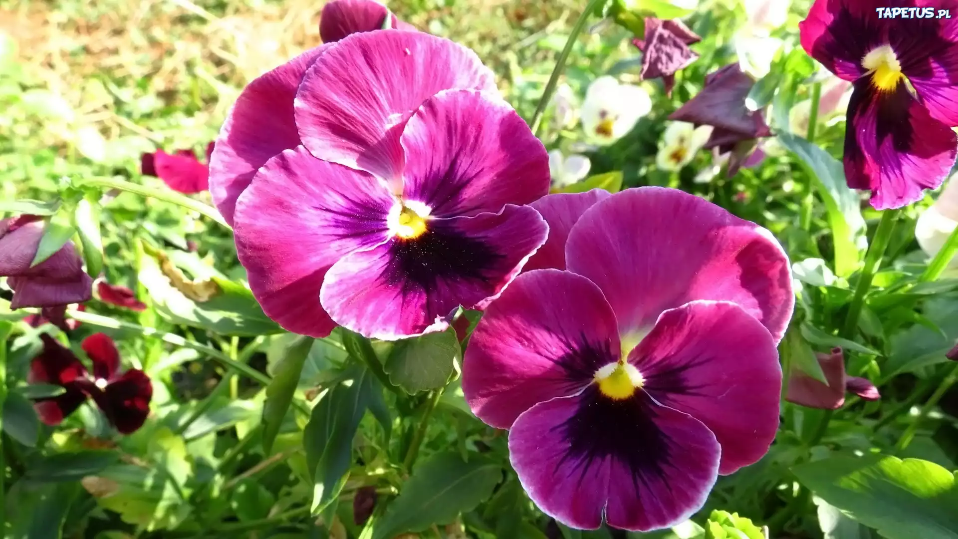 Purpurowe, Bratki