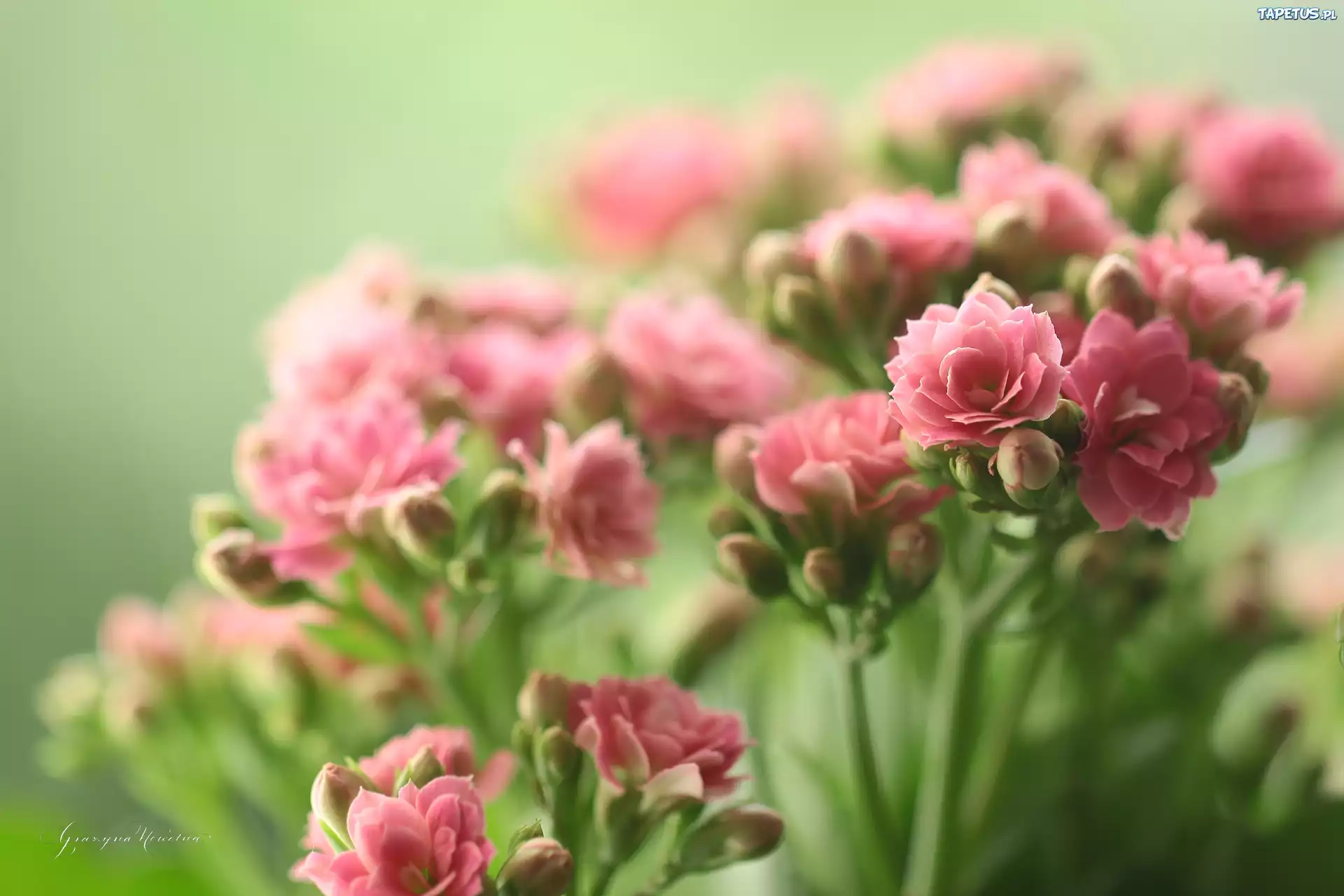 Różowe, Kwiaty, Doniczkowe, Kalanchoe