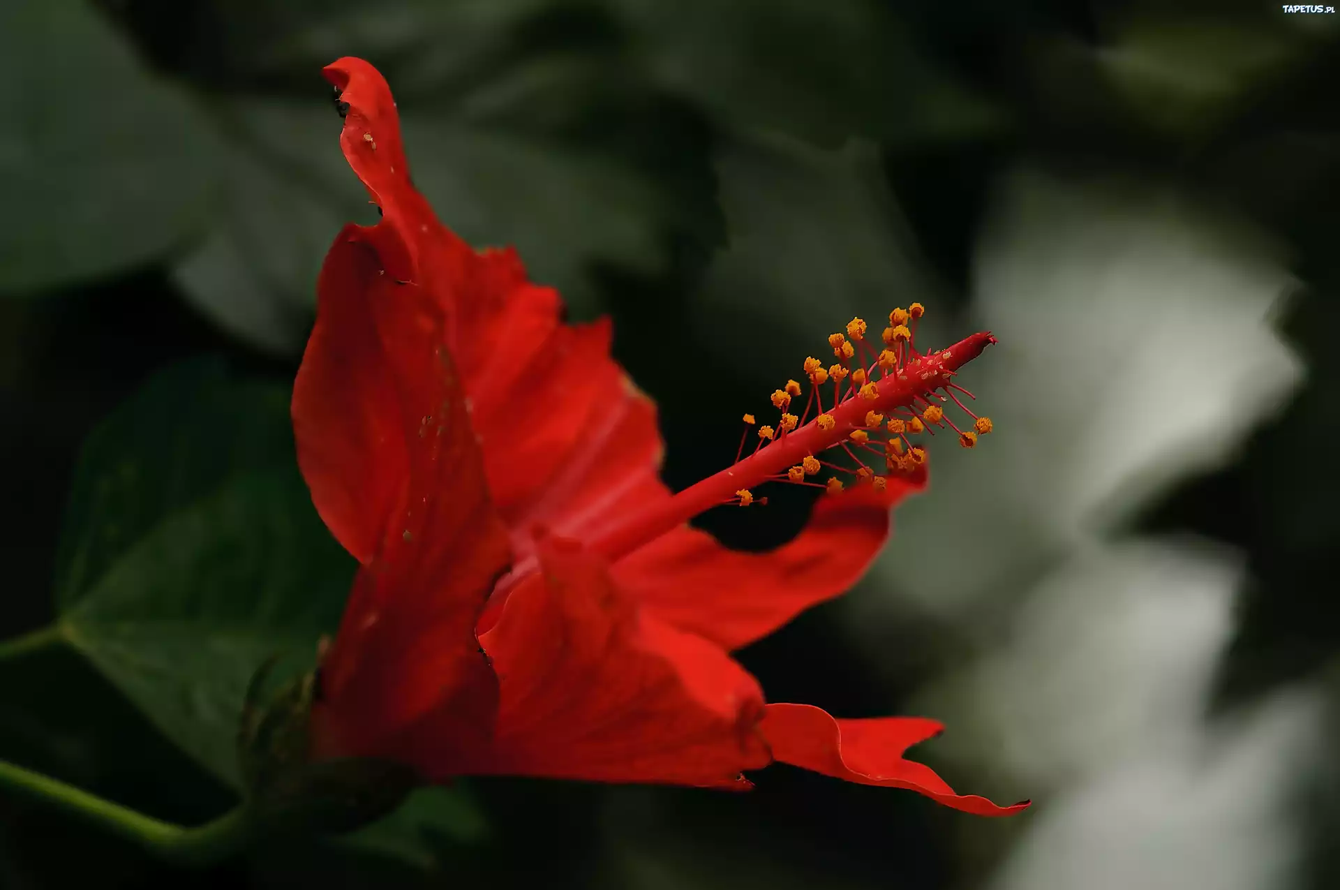 Czerwony, Kwiat, Hibiskusa, Makro