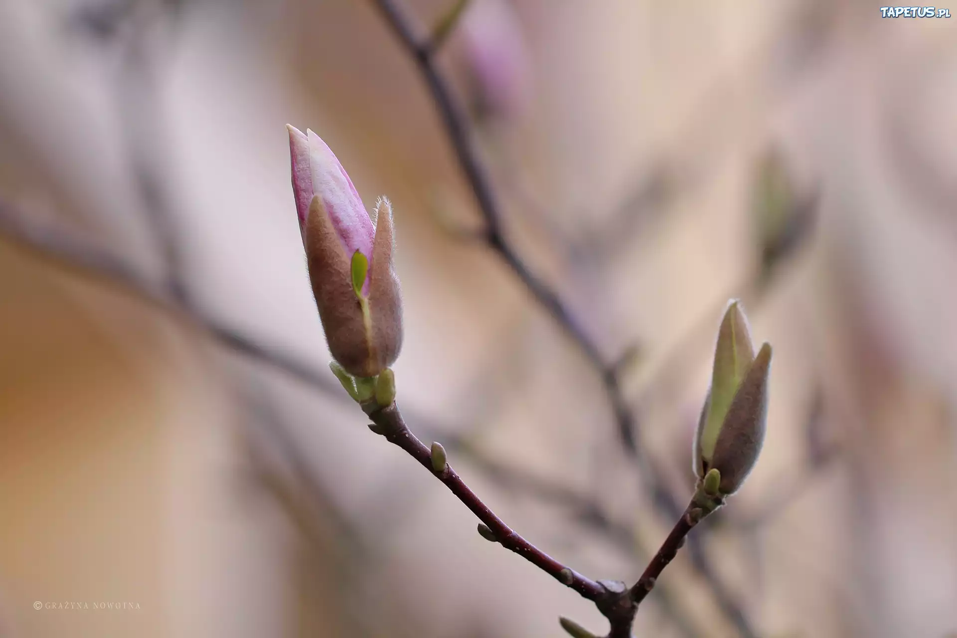 Magnolia, Krzew, Pąki