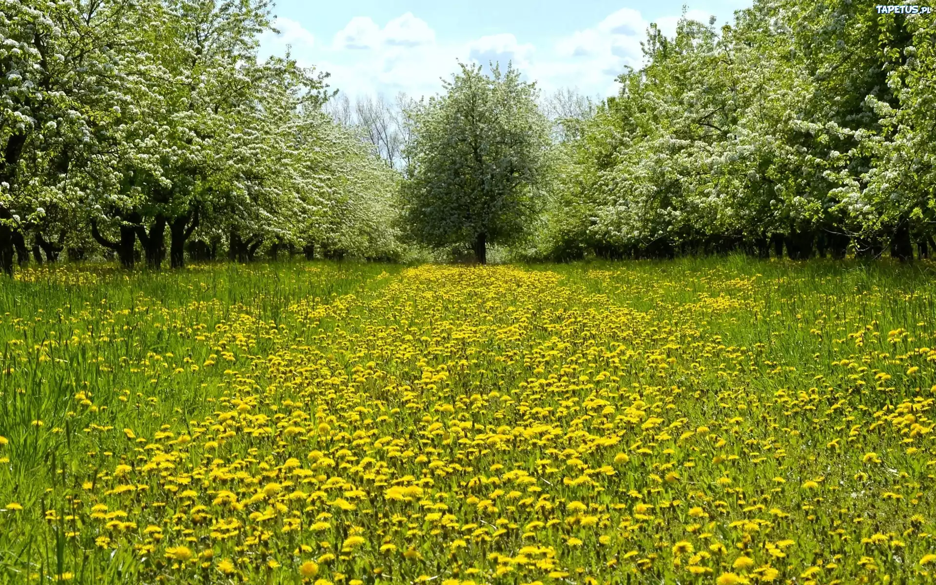 Park, Kwitnące, Drzewa, Mniszek, Wiosna