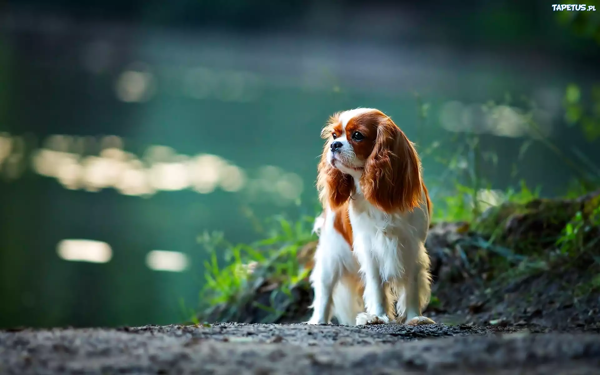 Cavalier Cocker Spaniel, Pies, Woda