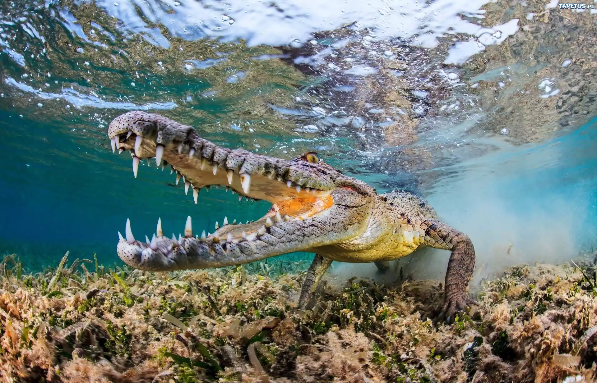 природа животные аллигатор nature animals alligator без смс