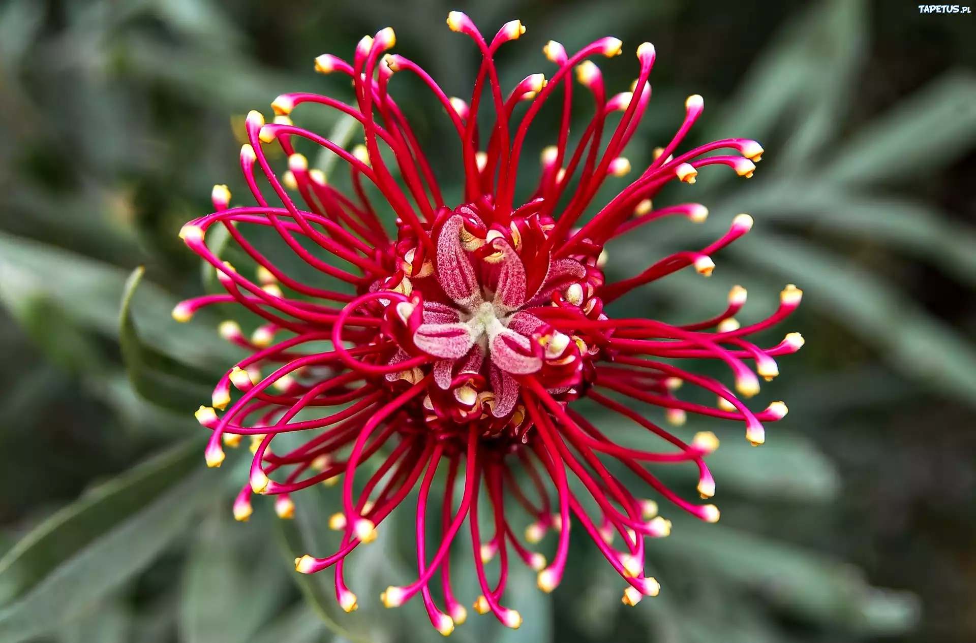 Grevillea, Australijski, Kwiat, Makro