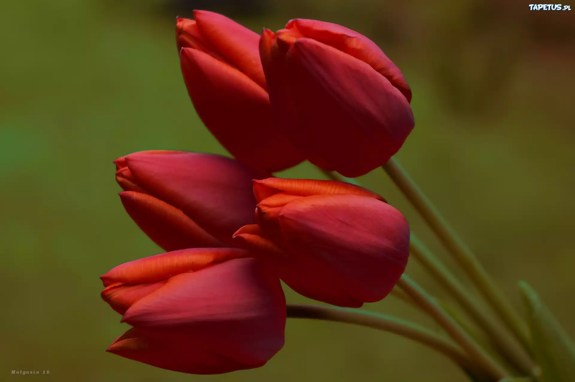 Tulipany, Czerwone, Bukiet