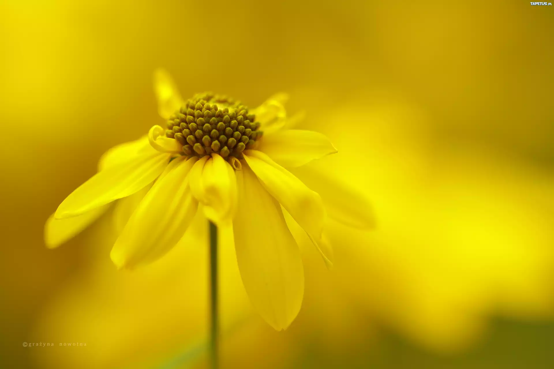 Rudbekia Naga, Żółty, Kwiat