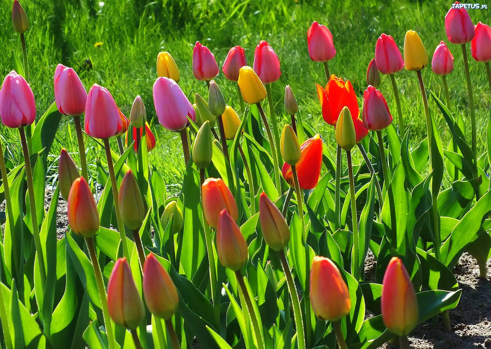 Kolorowe, Tulipany