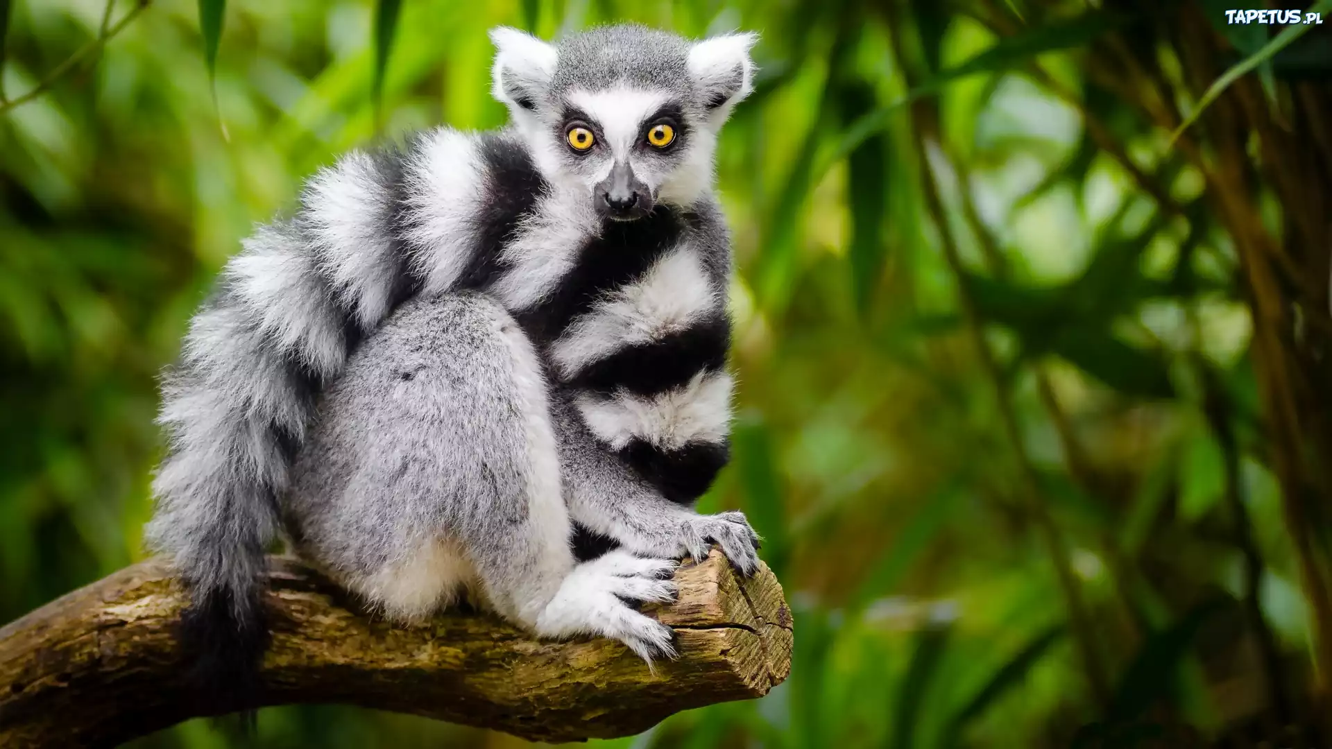 Lemur, Ogon