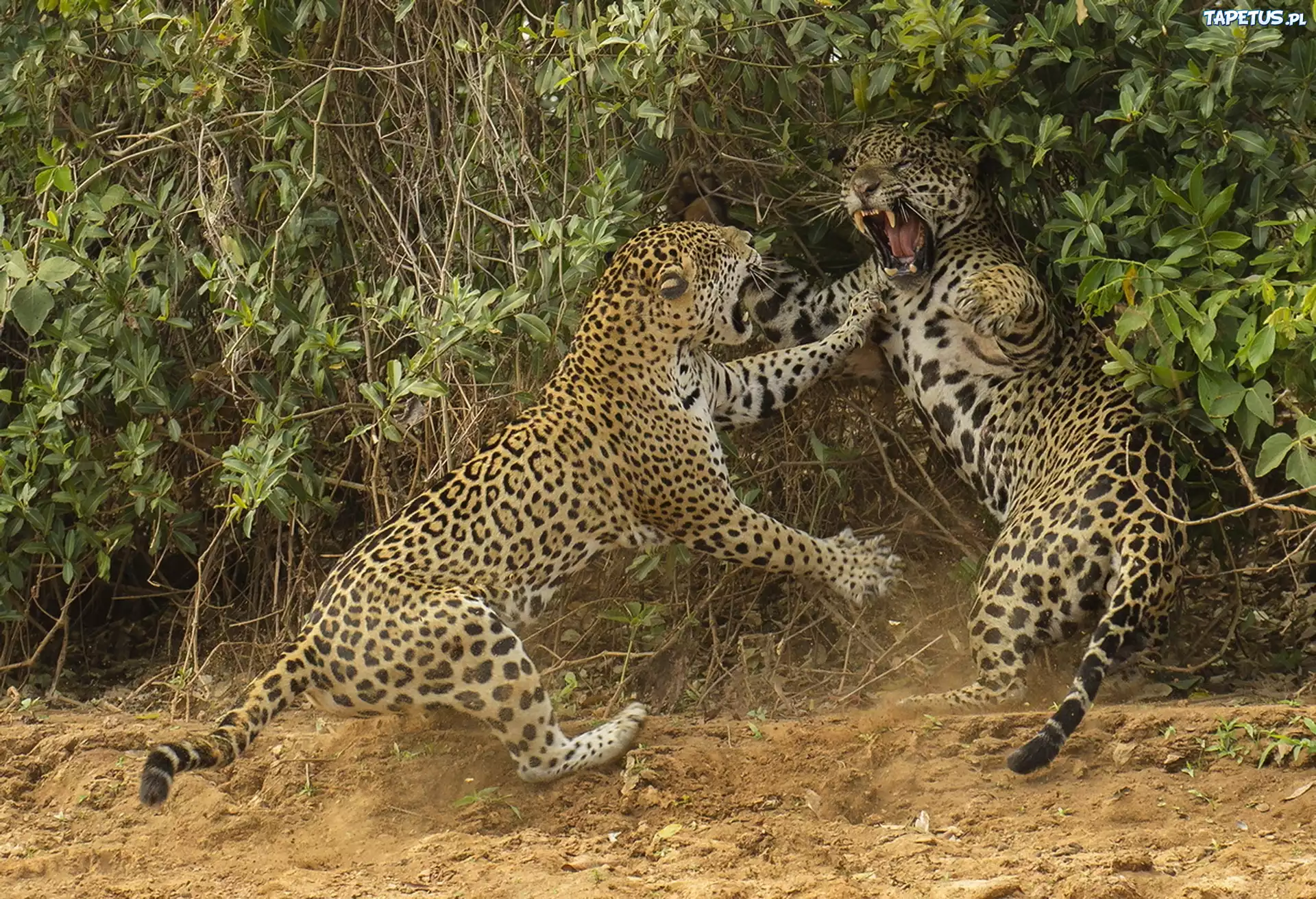 Jaguary, Walka, Rośliny