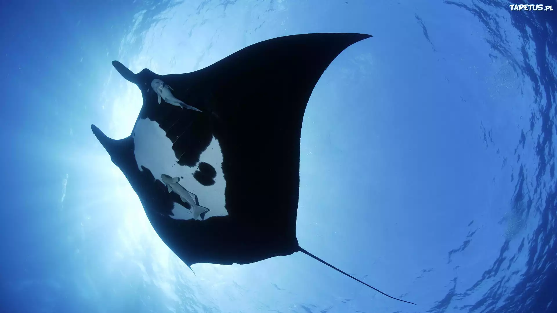 Manta, Ocean