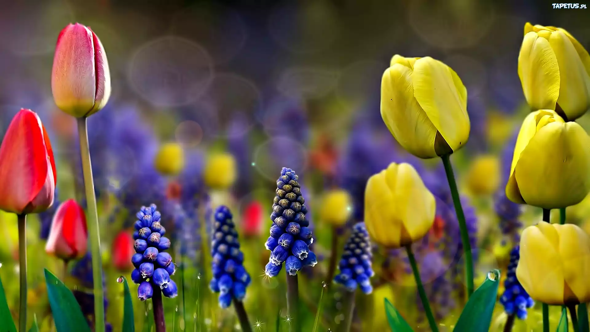 Makro, Wiosenne, Kwiaty, Tulipany, Szafirki