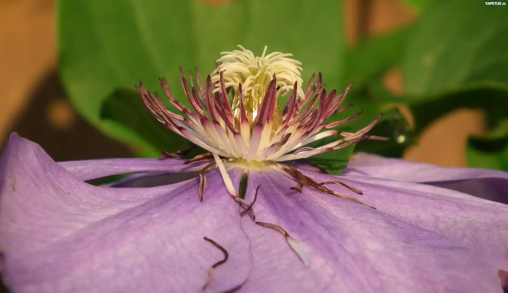 Przyroda, Kwiat, Clematis